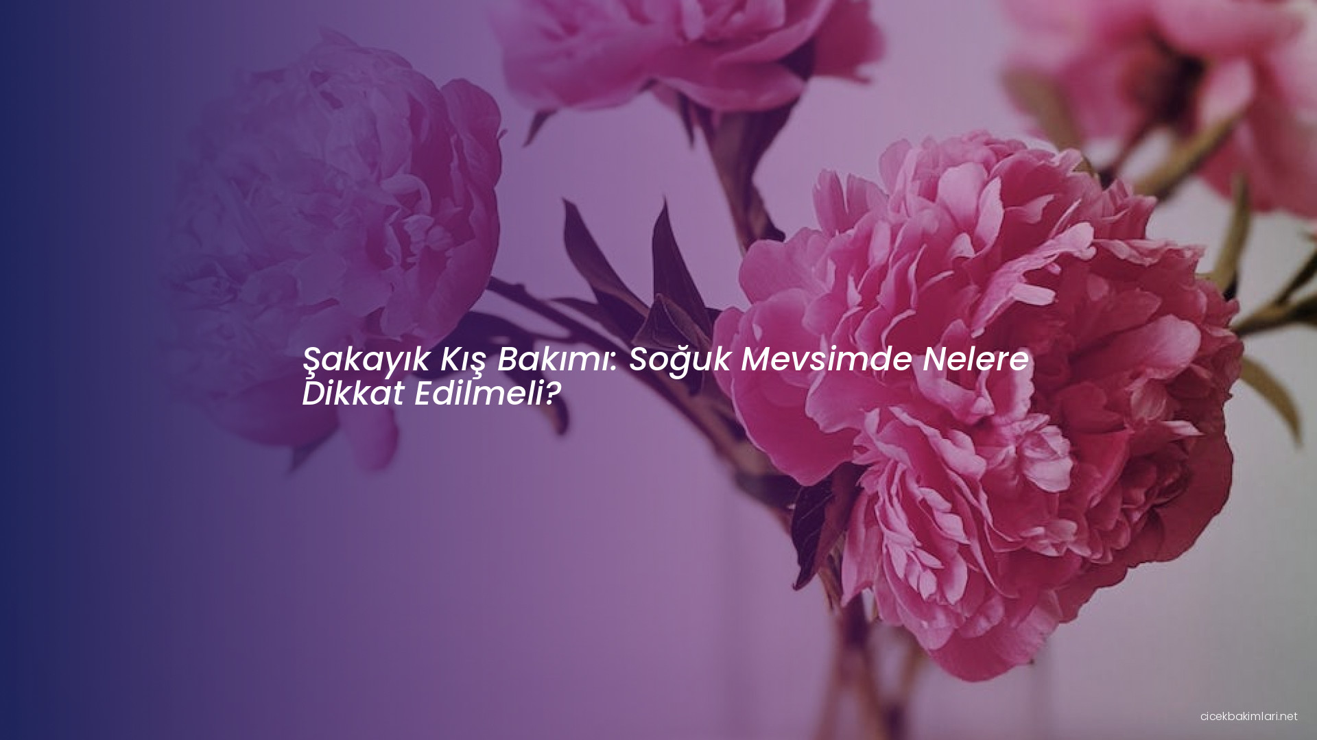 Şakayık Kış Bakımı: Soğuk Mevsimde Nelere Dikkat Edilmeli?