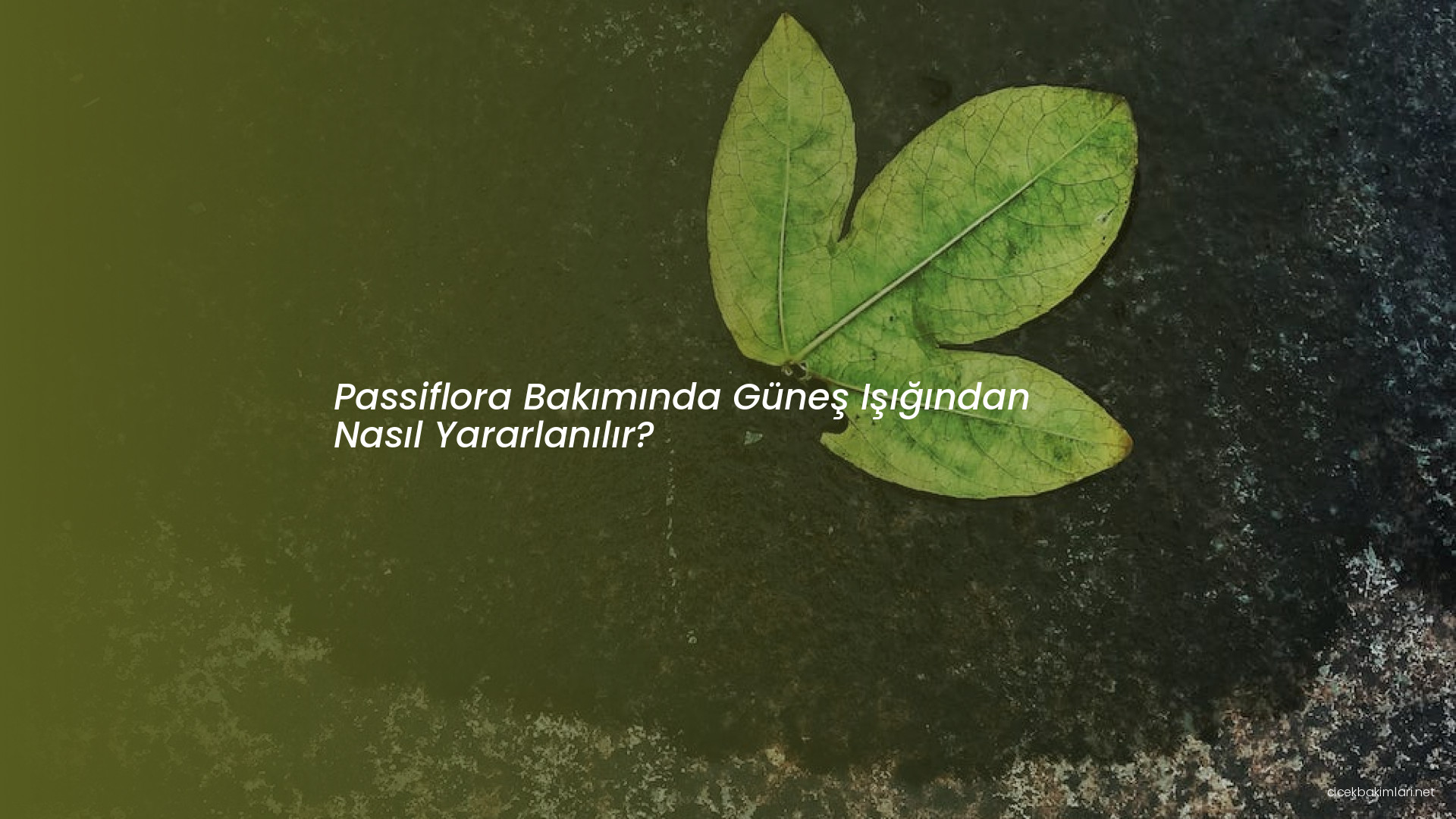 Passiflora Bakımında Güneş Işığından Nasıl Yararlanılır?