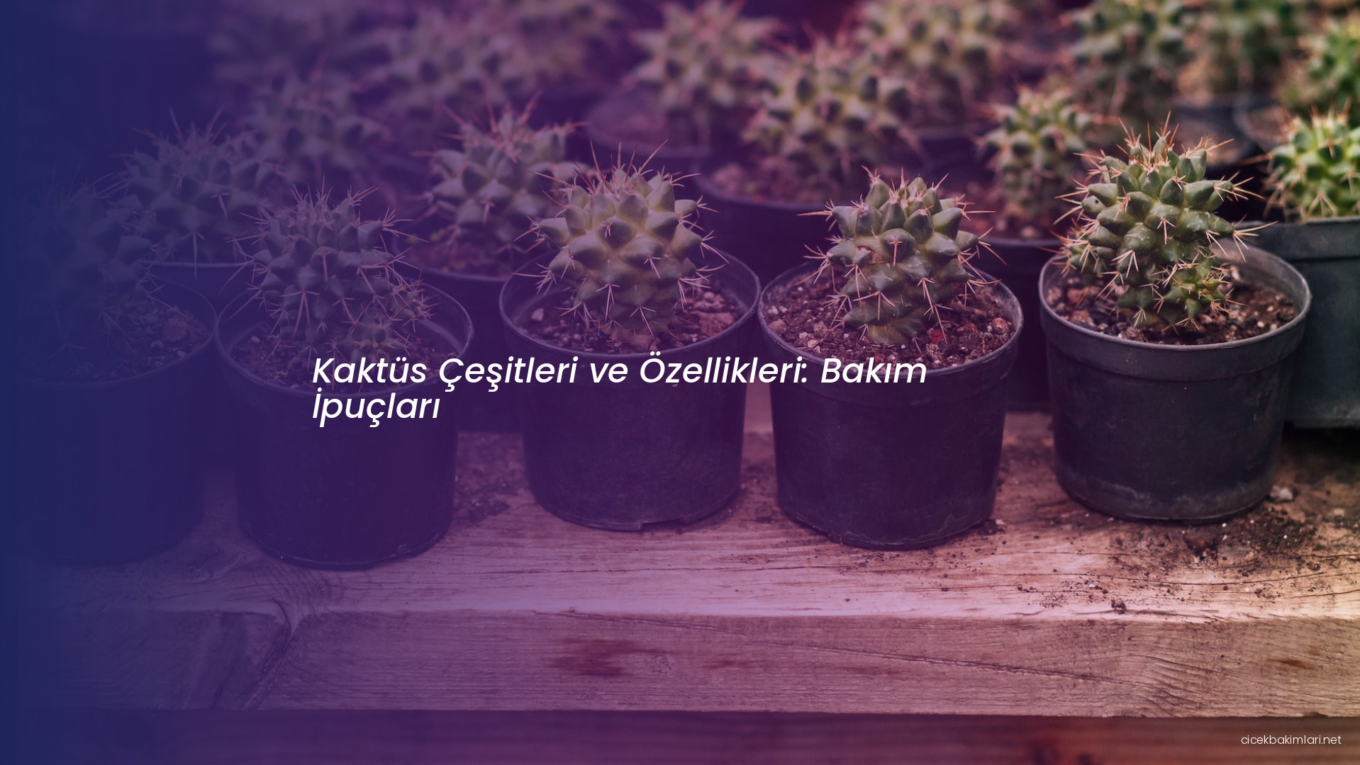 Kaktüs Çeşitleri ve Özellikleri: Bakım İpuçları