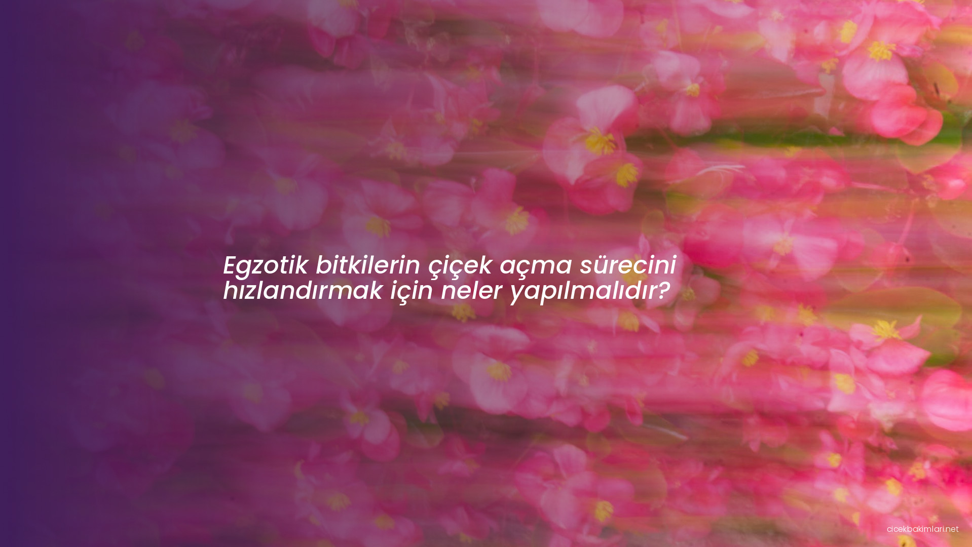 Egzotik bitkilerin çiçek açma sürecini hızlandırmak için neler yapılmalıdır?