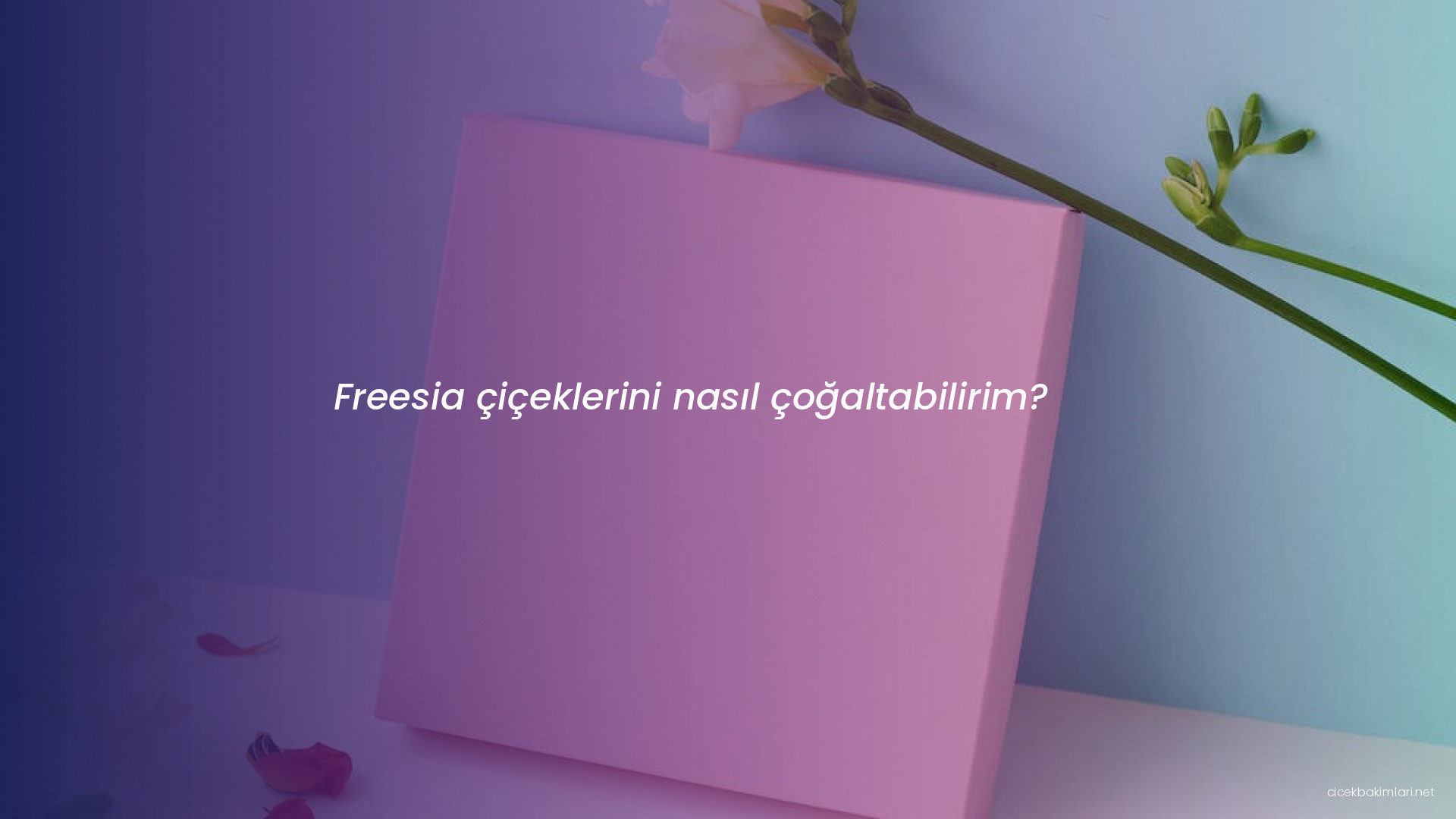 Freesia çiçeklerini nasıl çoğaltabilirim?