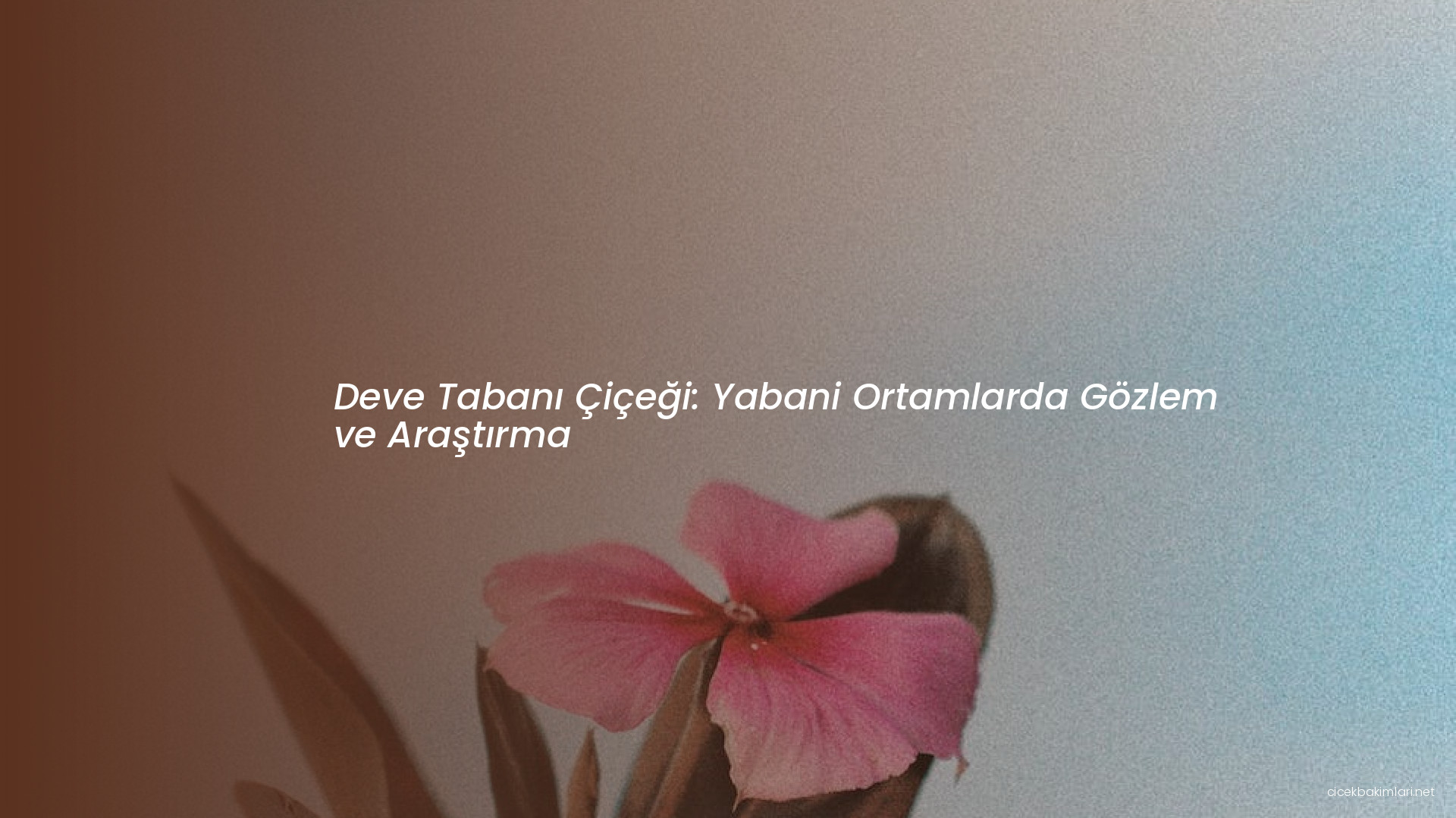 Deve Tabanı Çiçeği: Yabani Ortamlarda Gözlem ve Araştırma