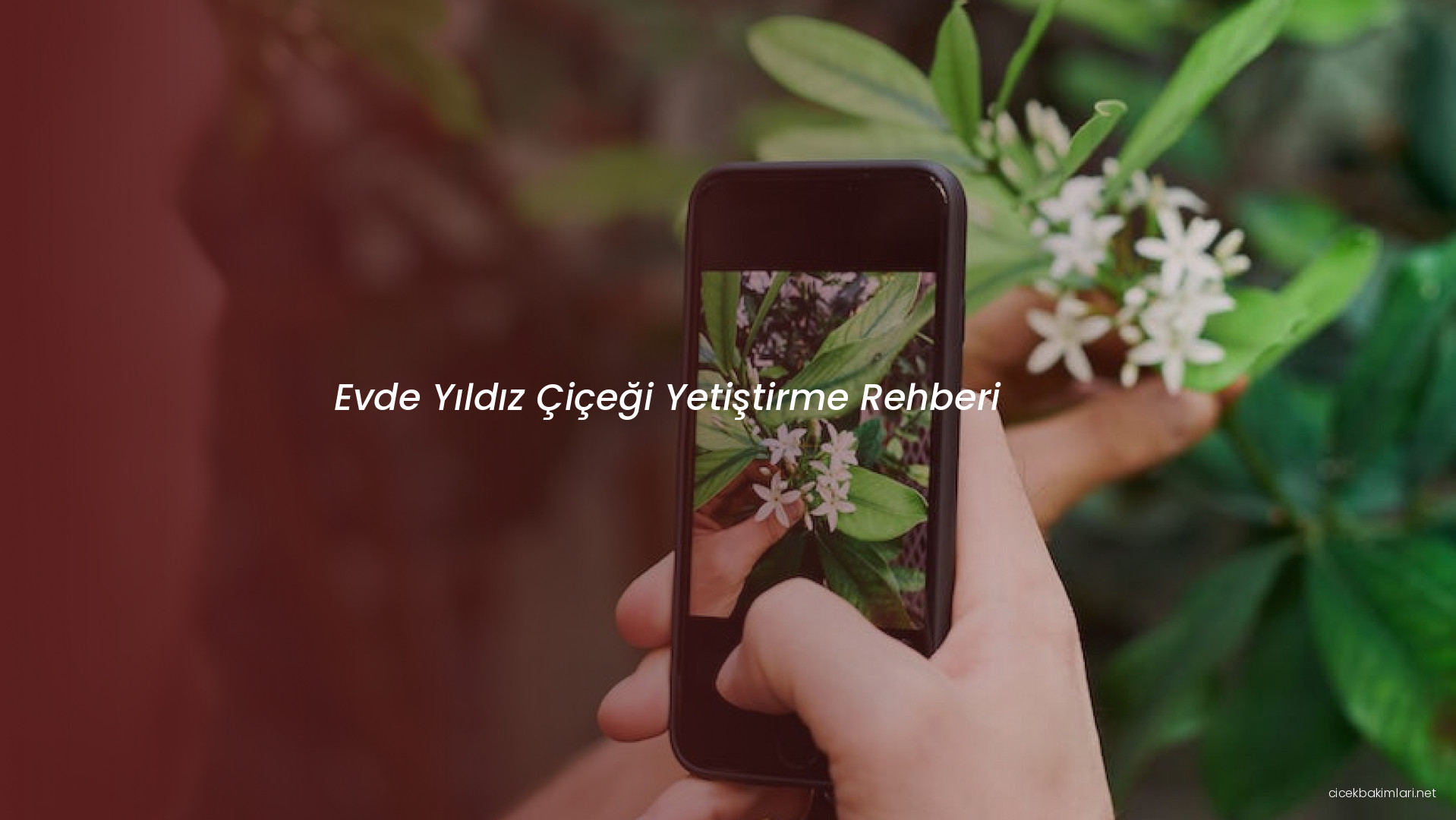 Evde Yıldız Çiçeği Yetiştirme Rehberi