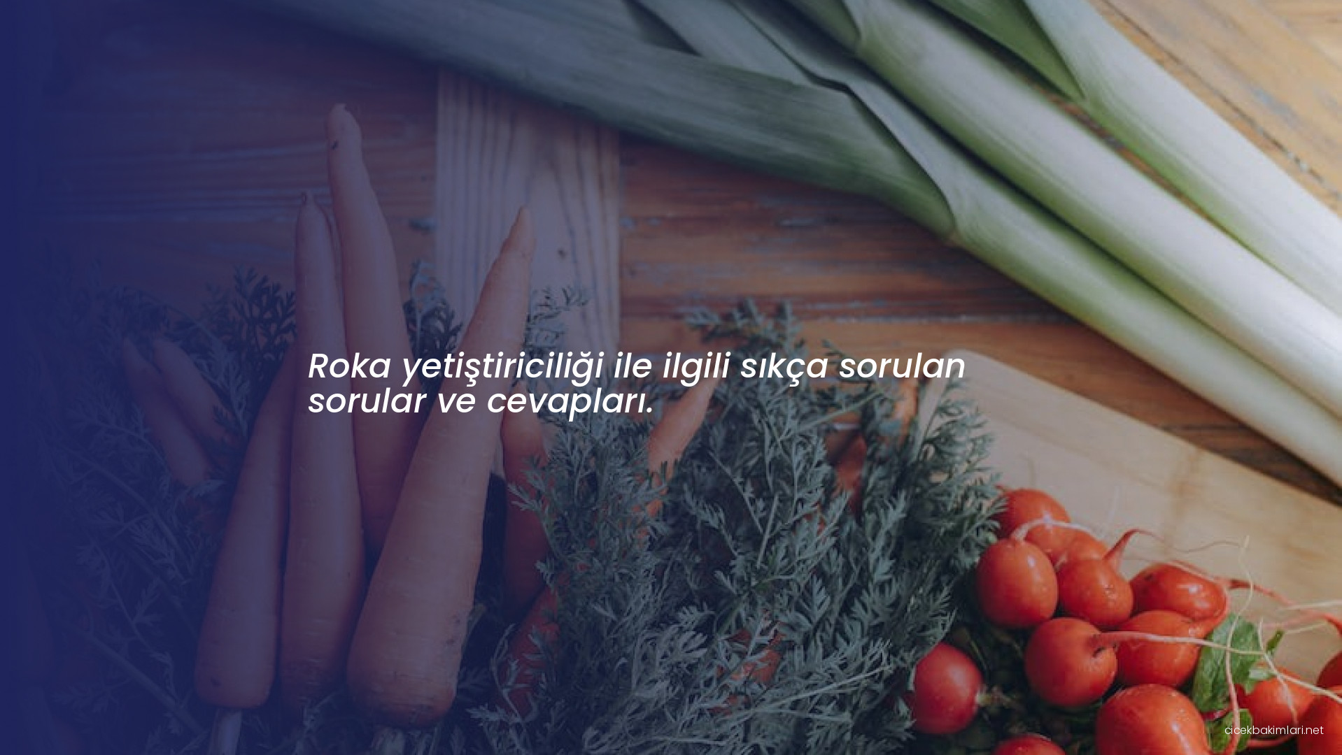 Roka yetiştiriciliği ile ilgili sıkça sorulan sorular ve cevapları.