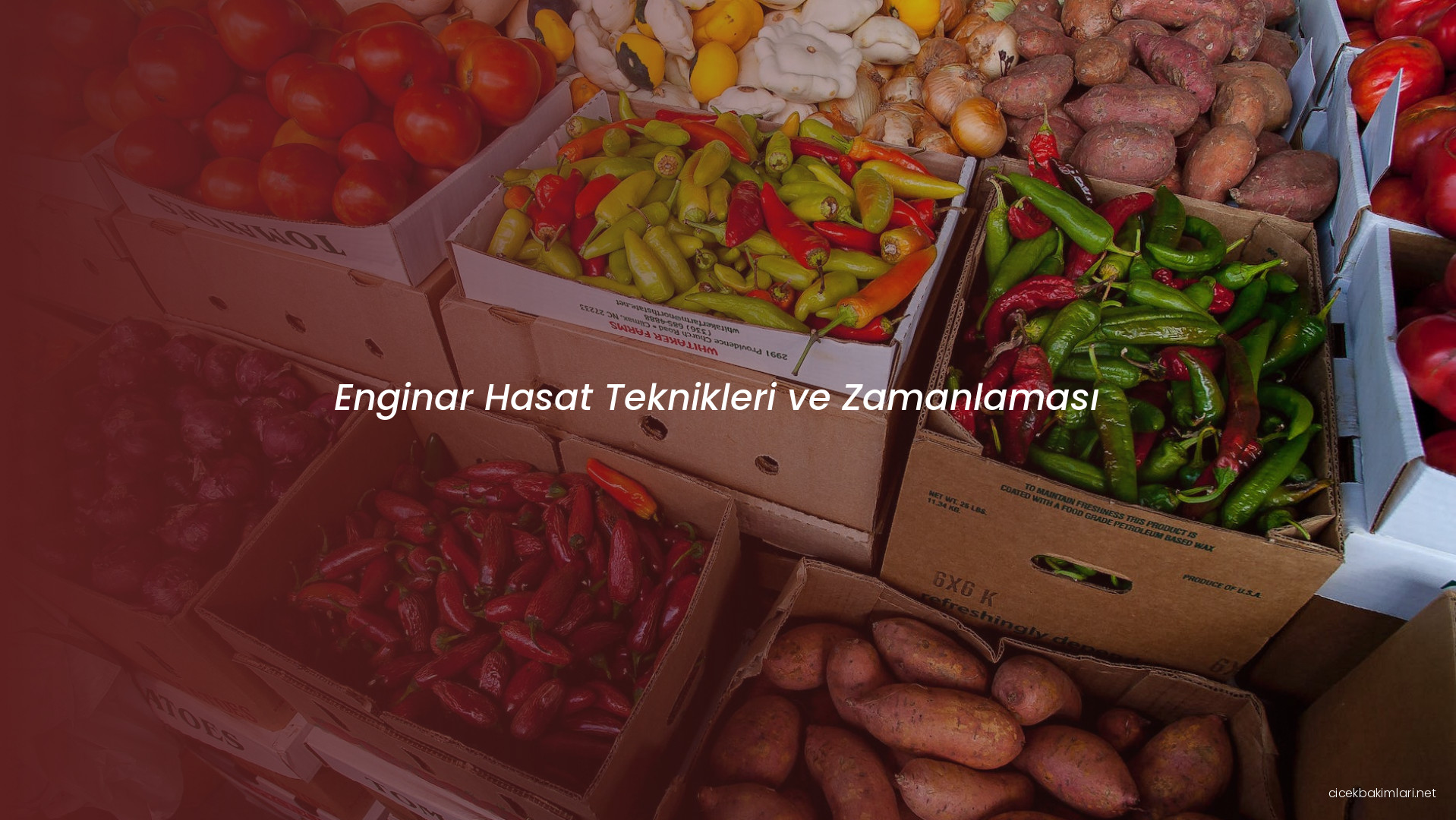 Enginar Hasat Teknikleri ve Zamanlaması