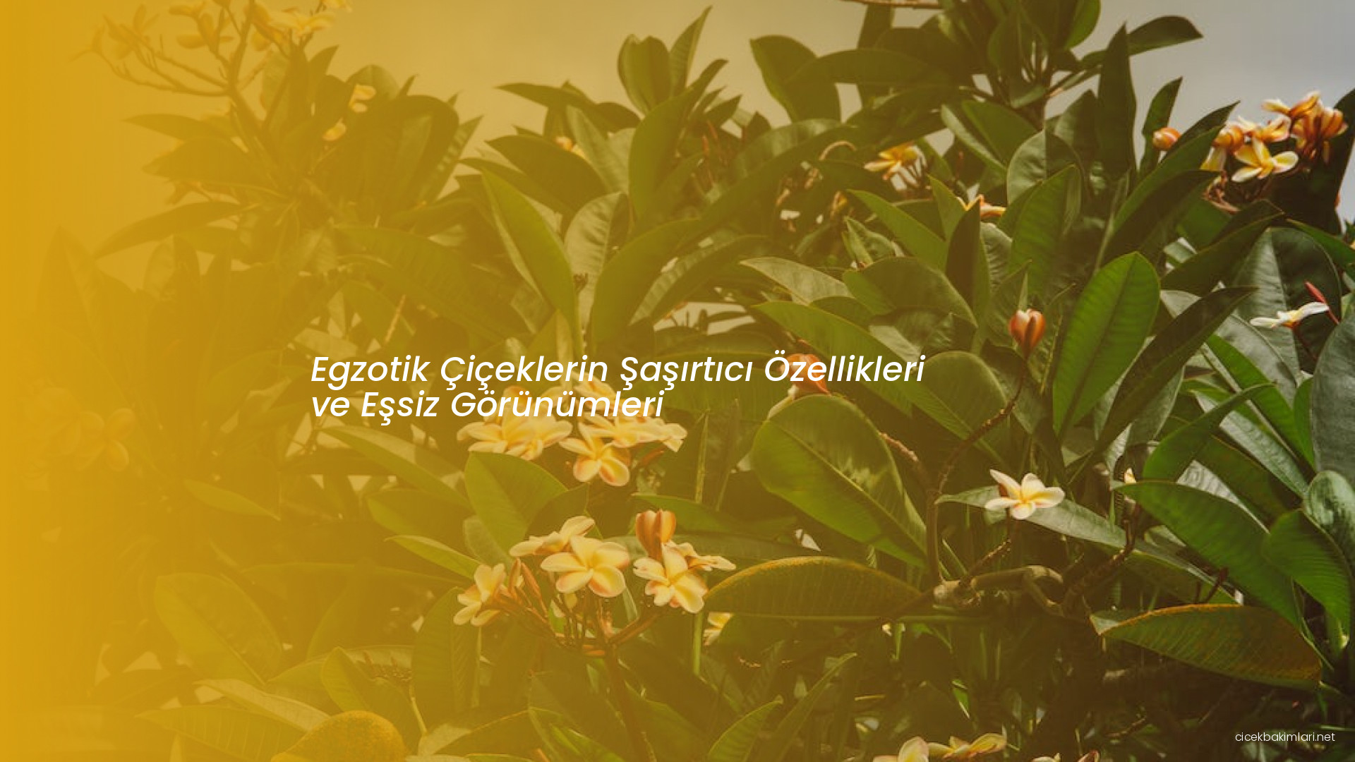 Egzotik Çiçeklerin Şaşırtıcı Özellikleri ve Eşsiz Görünümleri