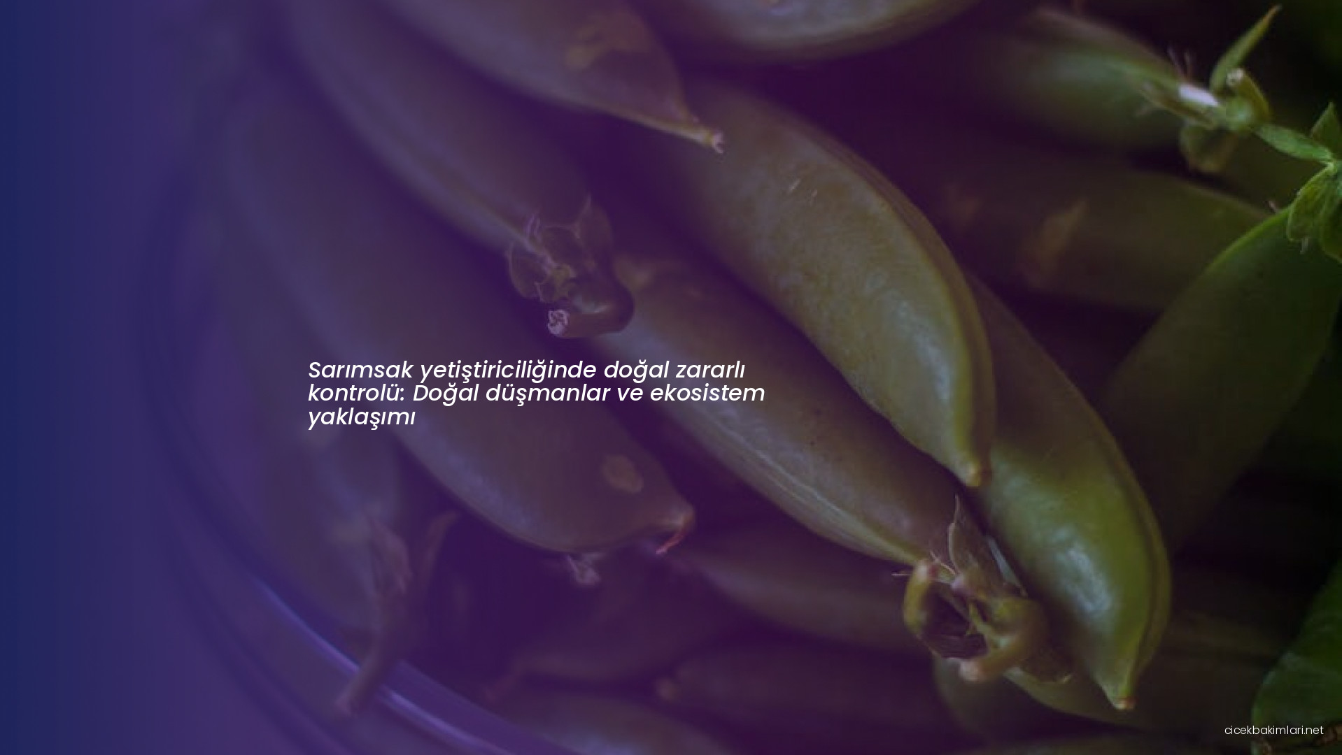 Sarımsak yetiştiriciliğinde doğal zararlı kontrolü: Doğal düşmanlar ve ekosistem yaklaşımı