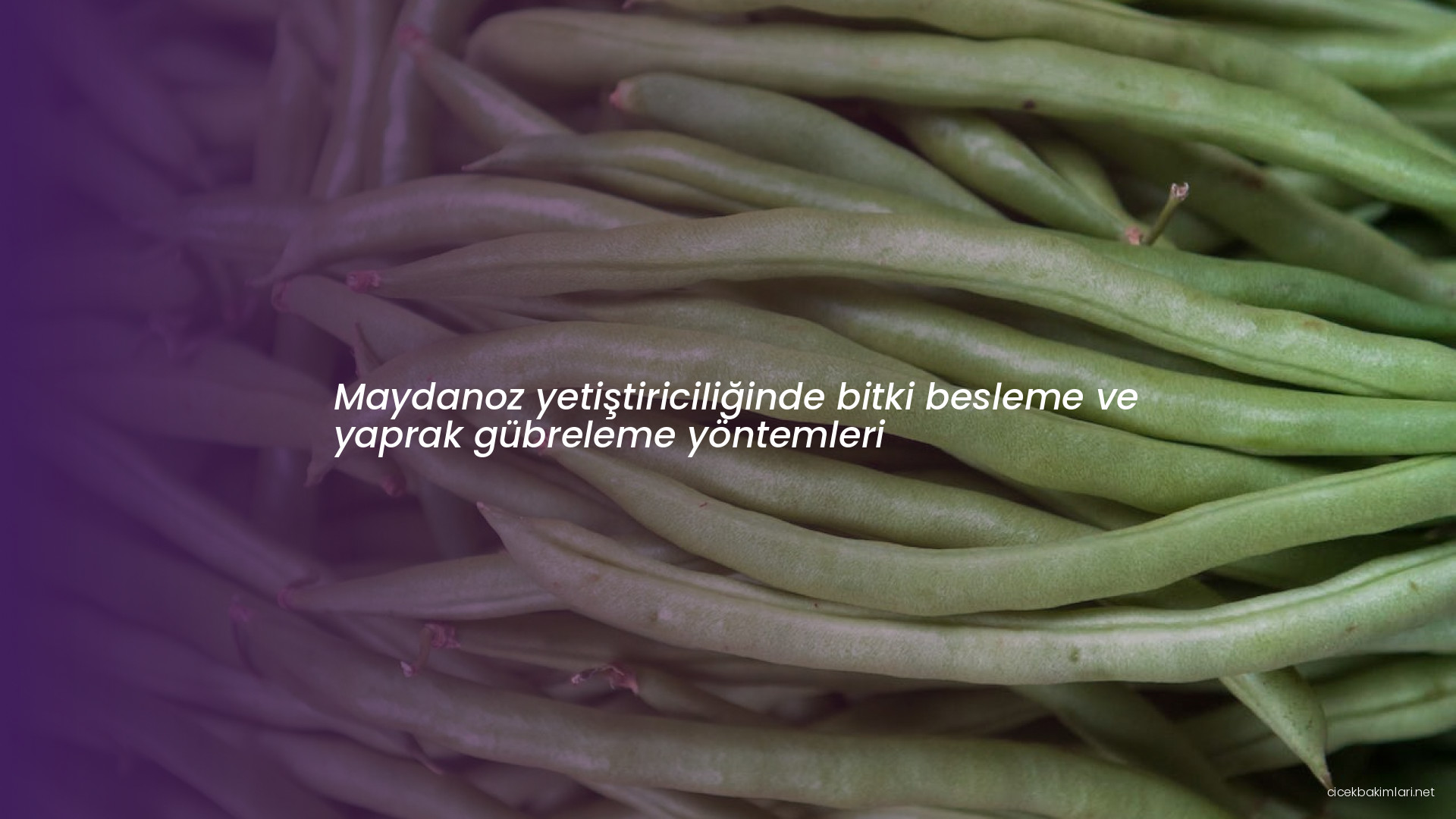 Maydanoz yetiştiriciliğinde bitki besleme ve yaprak gübreleme yöntemleri