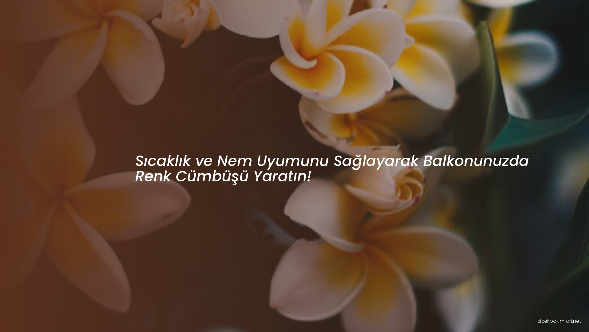 Sıcaklık ve Nem Uyumunu Sağlayarak Balkonunuzda Renk Cümbüşü Yaratın!