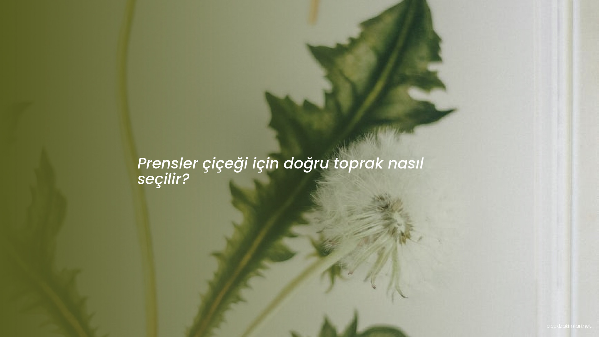 Prensler çiçeği için doğru toprak nasıl seçilir?