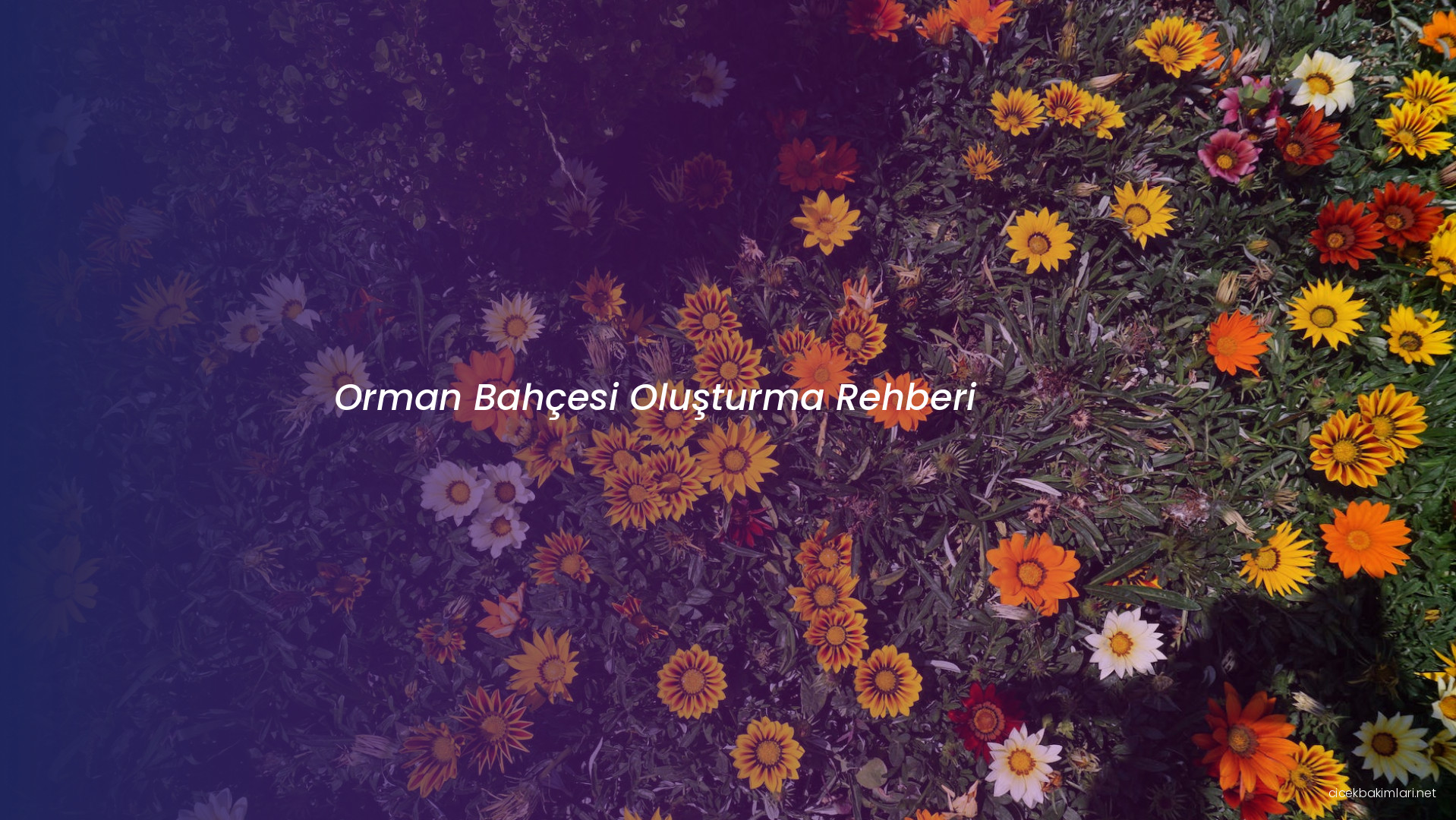 Orman Bahçesi Oluşturma Rehberi