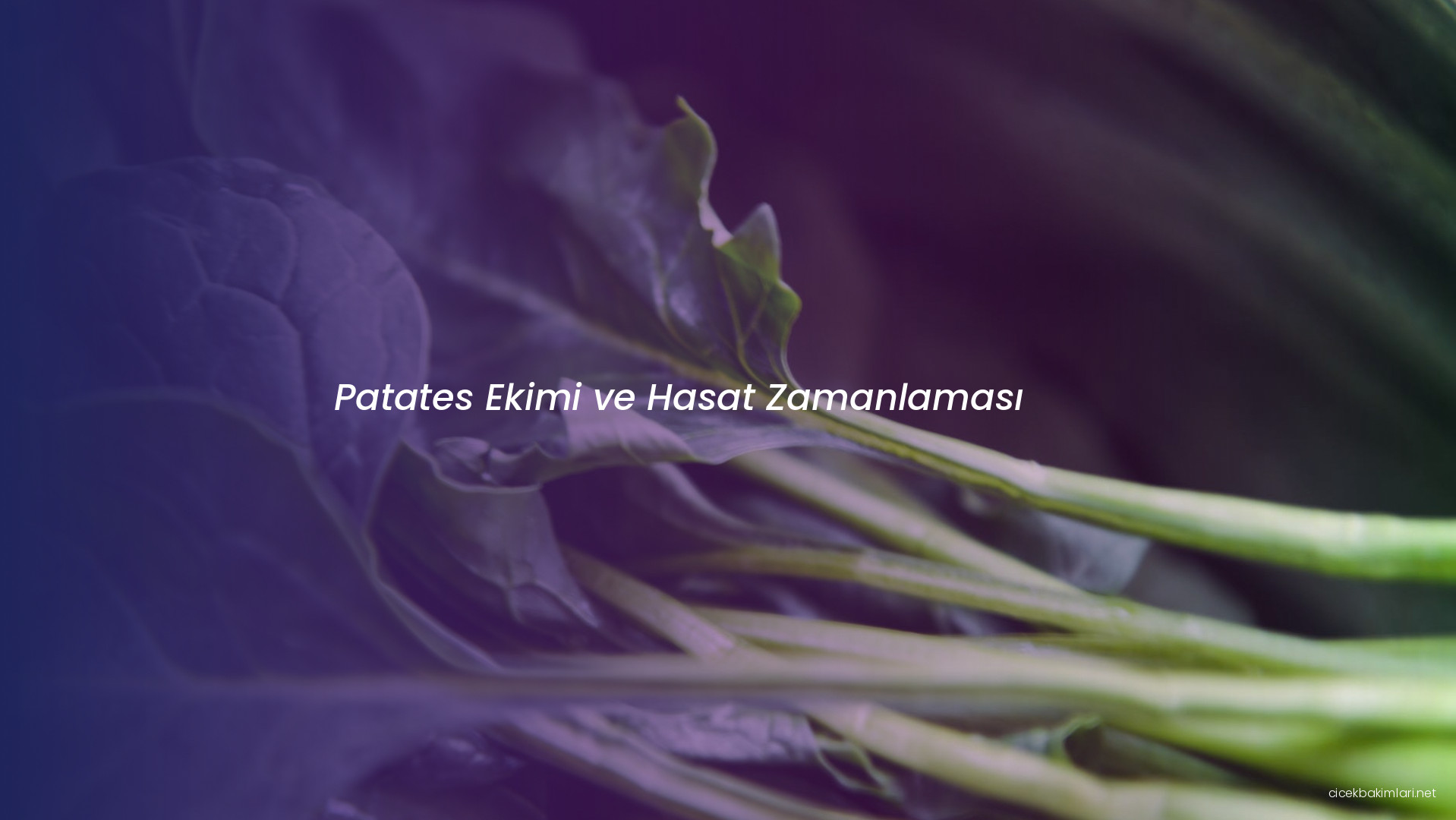 Patates Ekimi ve Hasat Zamanlaması
