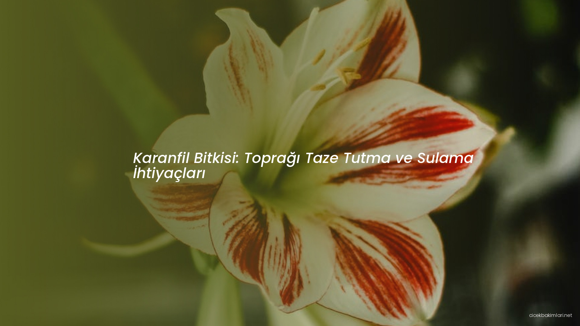 Karanfil Bitkisi: Toprağı Taze Tutma ve Sulama İhtiyaçları