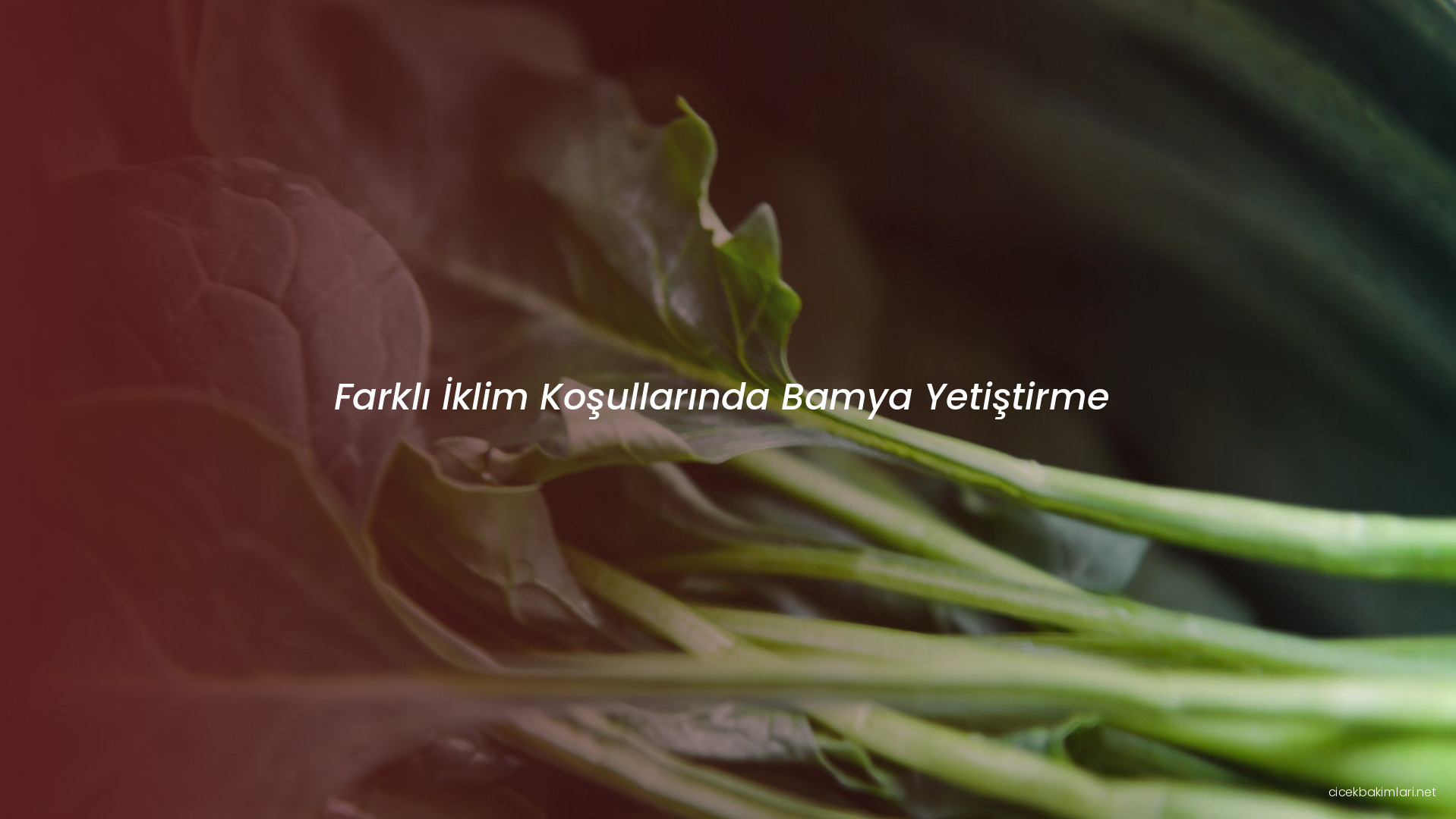 Farklı İklim Koşullarında Bamya Yetiştirme