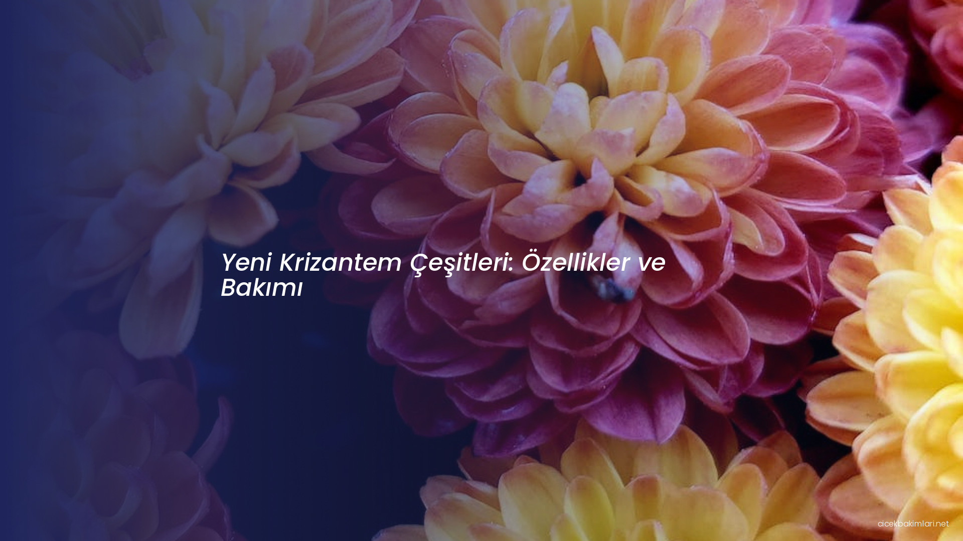 Yeni Krizantem Çeşitleri: Özellikler ve Bakımı