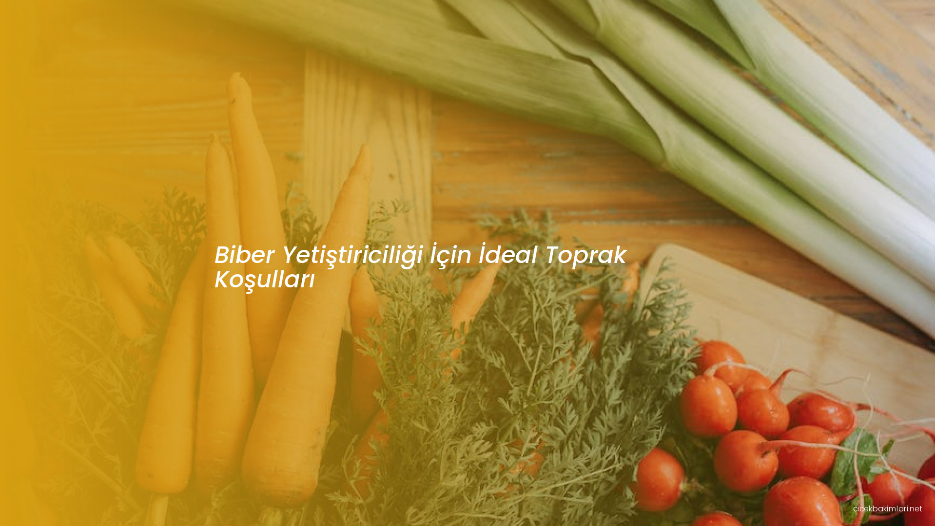 Biber Yetiştiriciliği İçin İdeal Toprak Koşulları