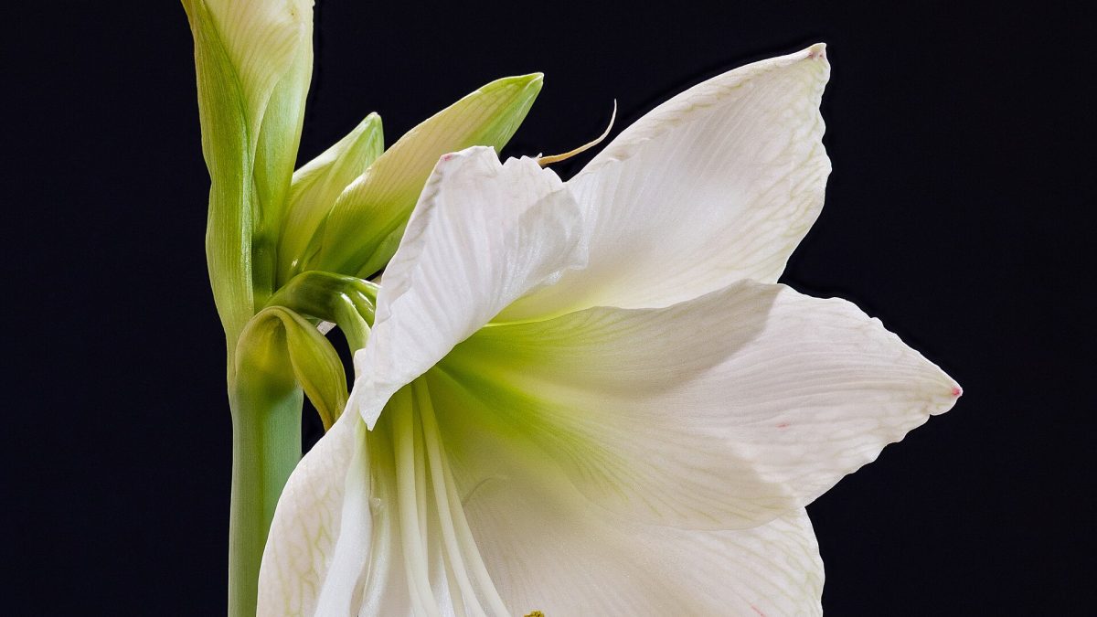 Amaryllis Çiçeği Solmaması İçin Öneriler: Uzun Ömür İçin Bakım