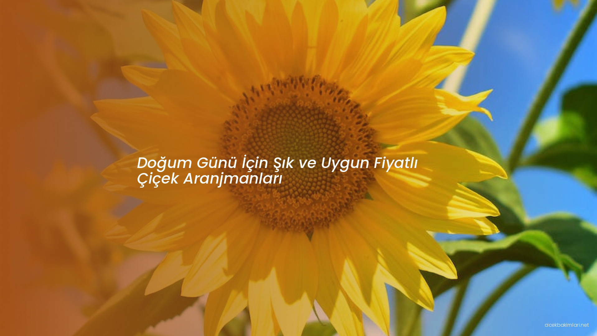 Doğum Günü İçin Şık ve Uygun Fiyatlı Çiçek Aranjmanları