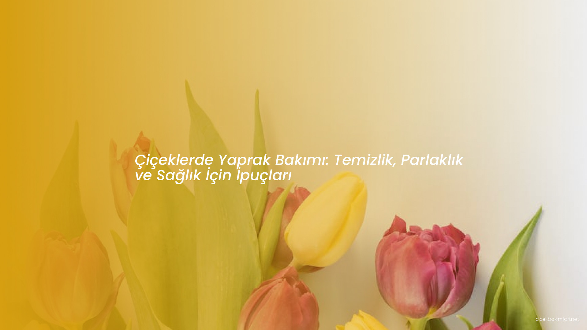 Çiçeklerde Yaprak Bakımı: Temizlik, Parlaklık ve Sağlık İçin İpuçları