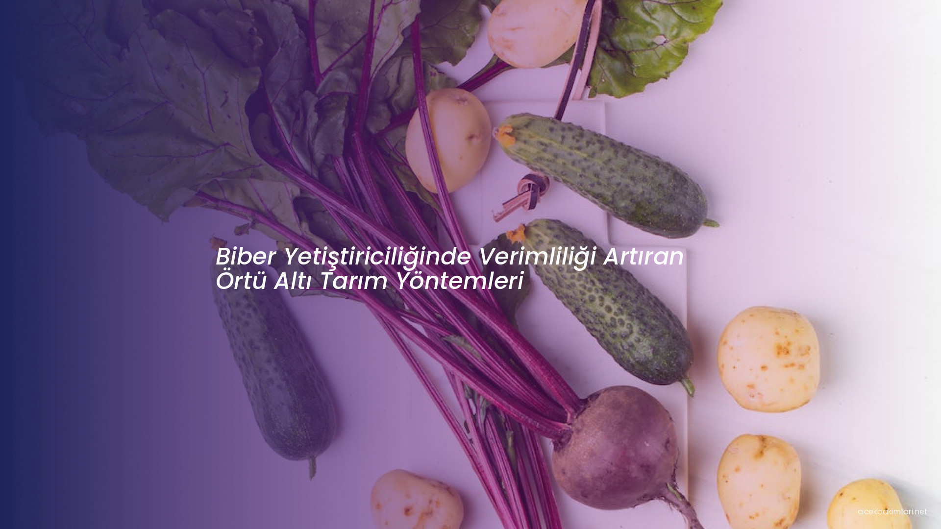 Biber Yetiştiriciliğinde Verimliliği Artıran Örtü Altı Tarım Yöntemleri