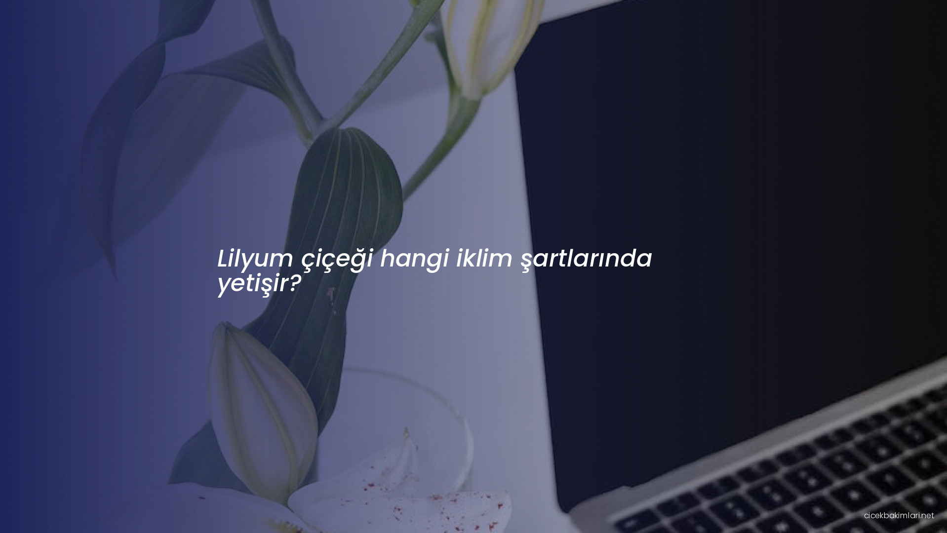 Lilyum çiçeği hangi iklim şartlarında yetişir?