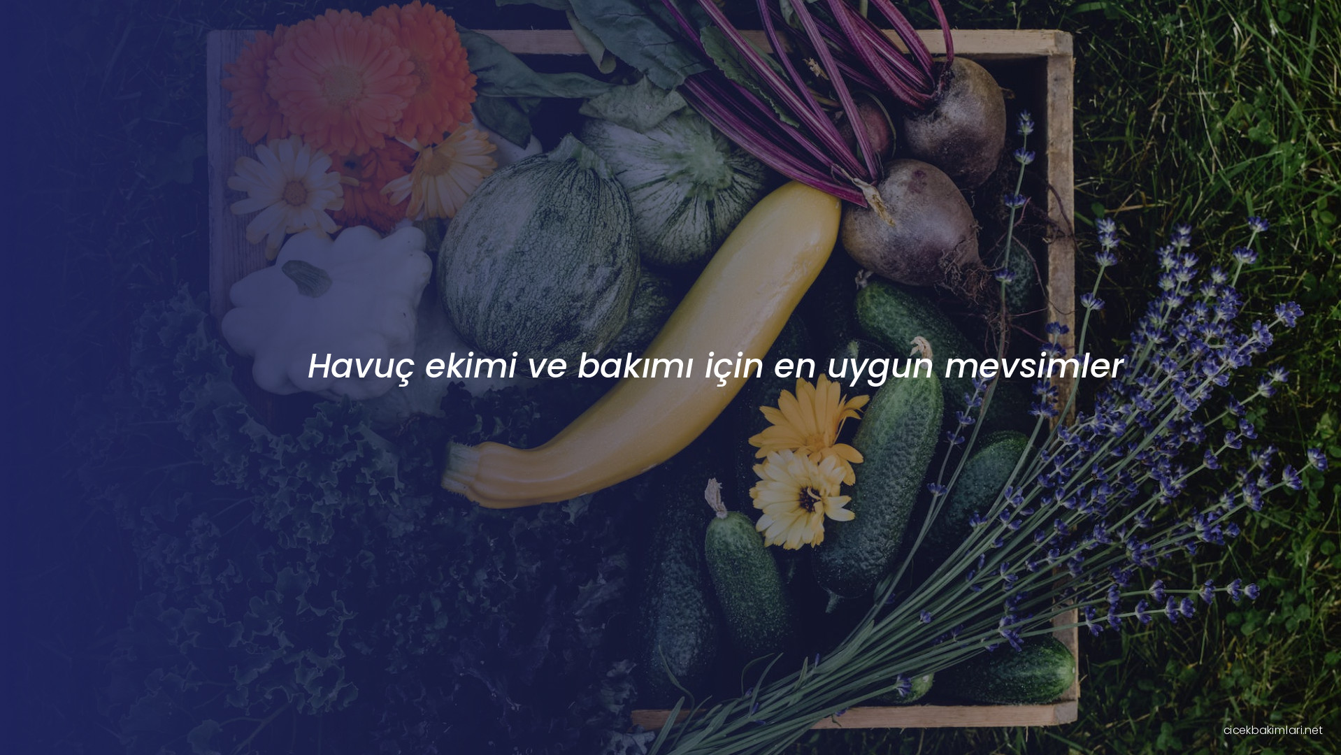 Havuç ekimi ve bakımı için en uygun mevsimler