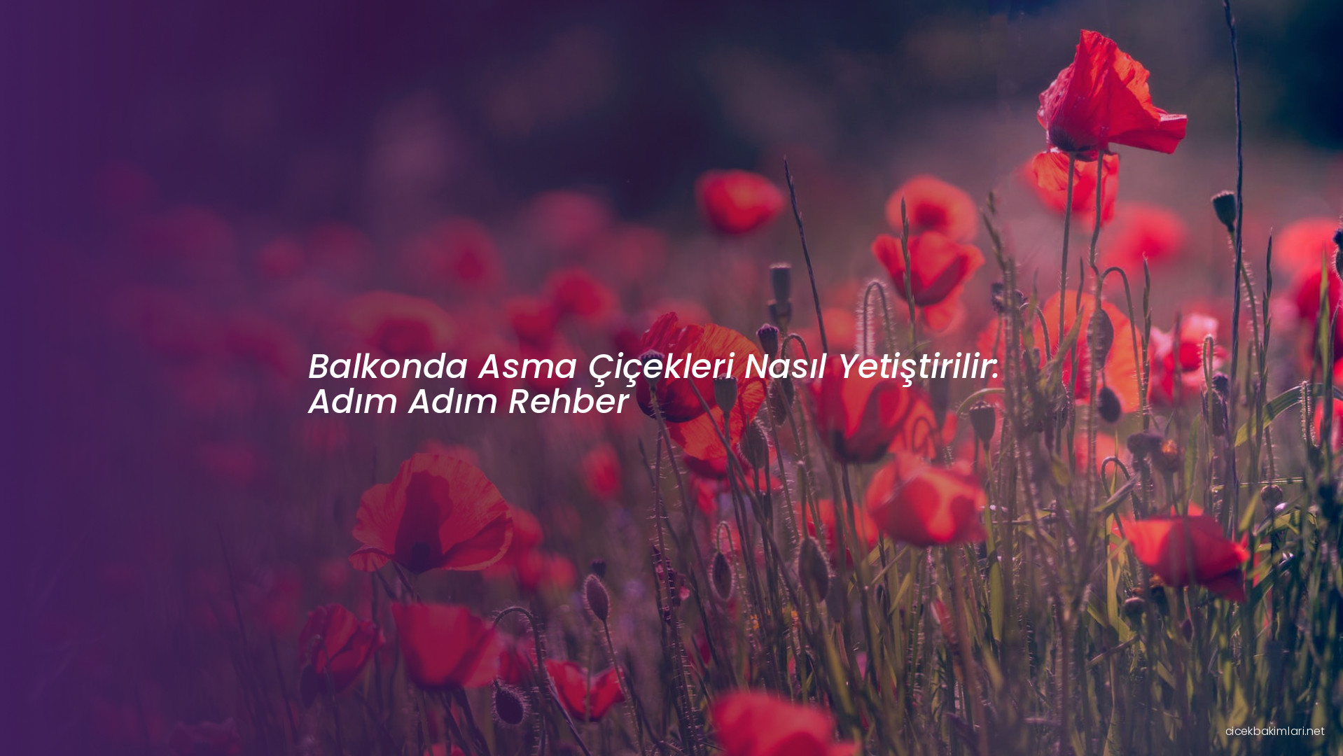 Balkonda Asma Çiçekleri Nasıl Yetiştirilir: Adım Adım Rehber