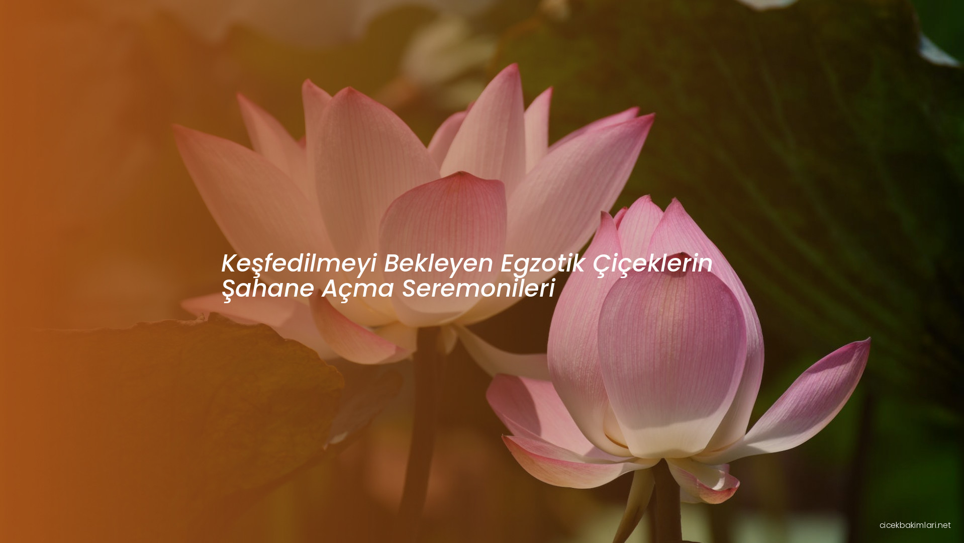 Keşfedilmeyi Bekleyen Egzotik Çiçeklerin Şahane Açma Seremonileri