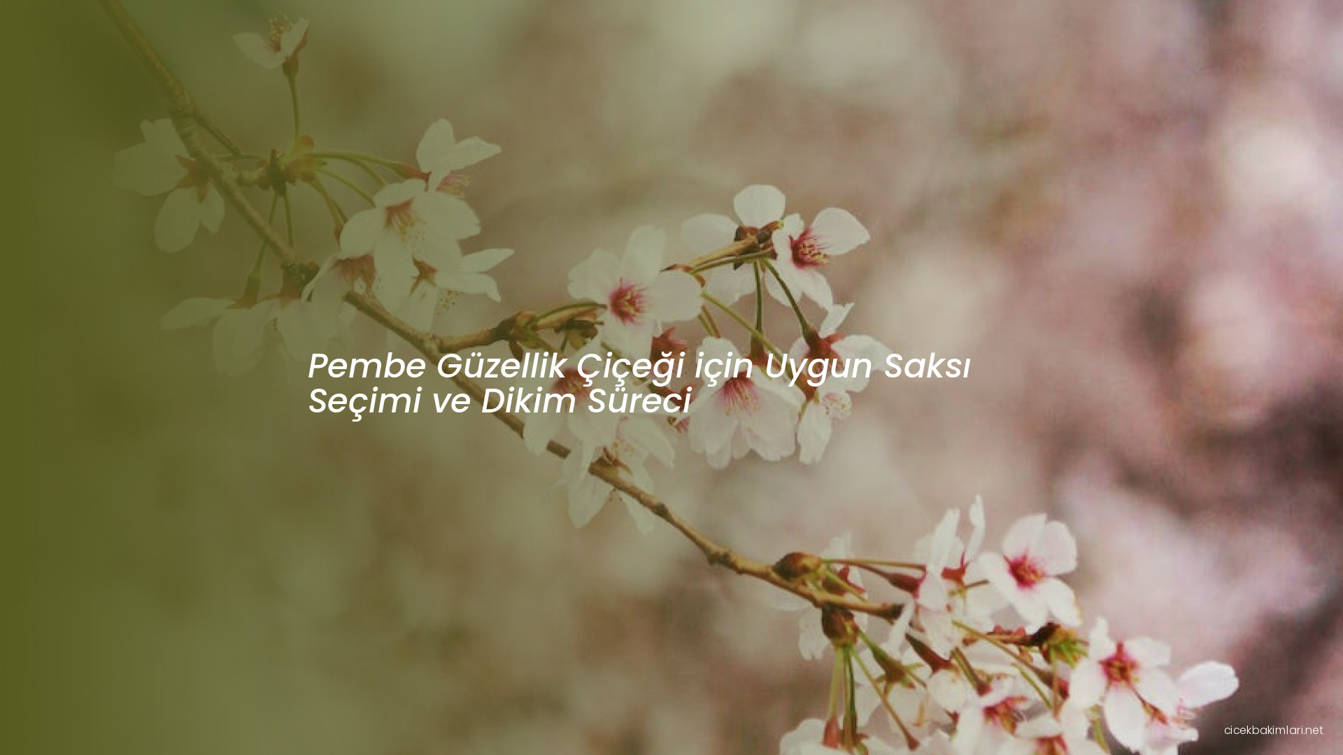 Pembe Güzellik Çiçeği için Uygun Saksı Seçimi ve Dikim Süreci