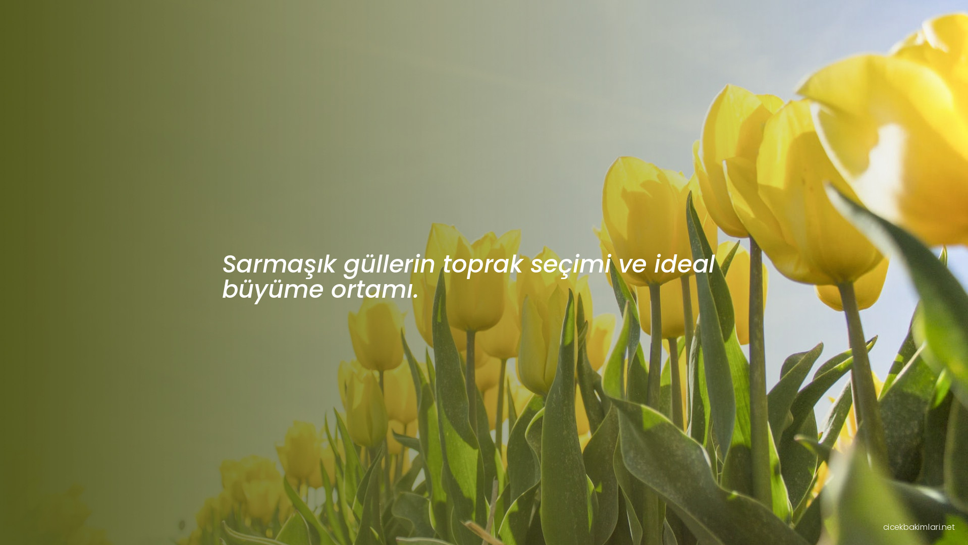 Sarmaşık güllerin toprak seçimi ve ideal büyüme ortamı.