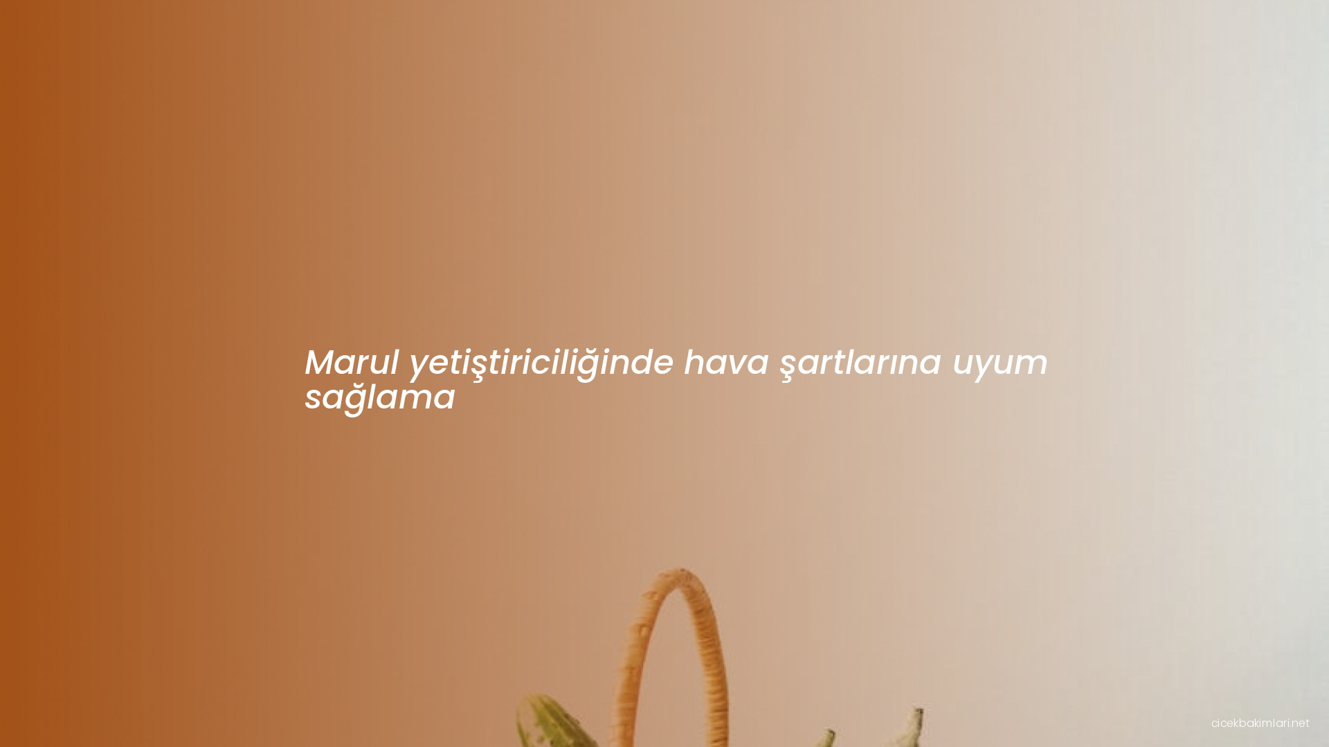 Marul yetiştiriciliğinde hava şartlarına uyum sağlama