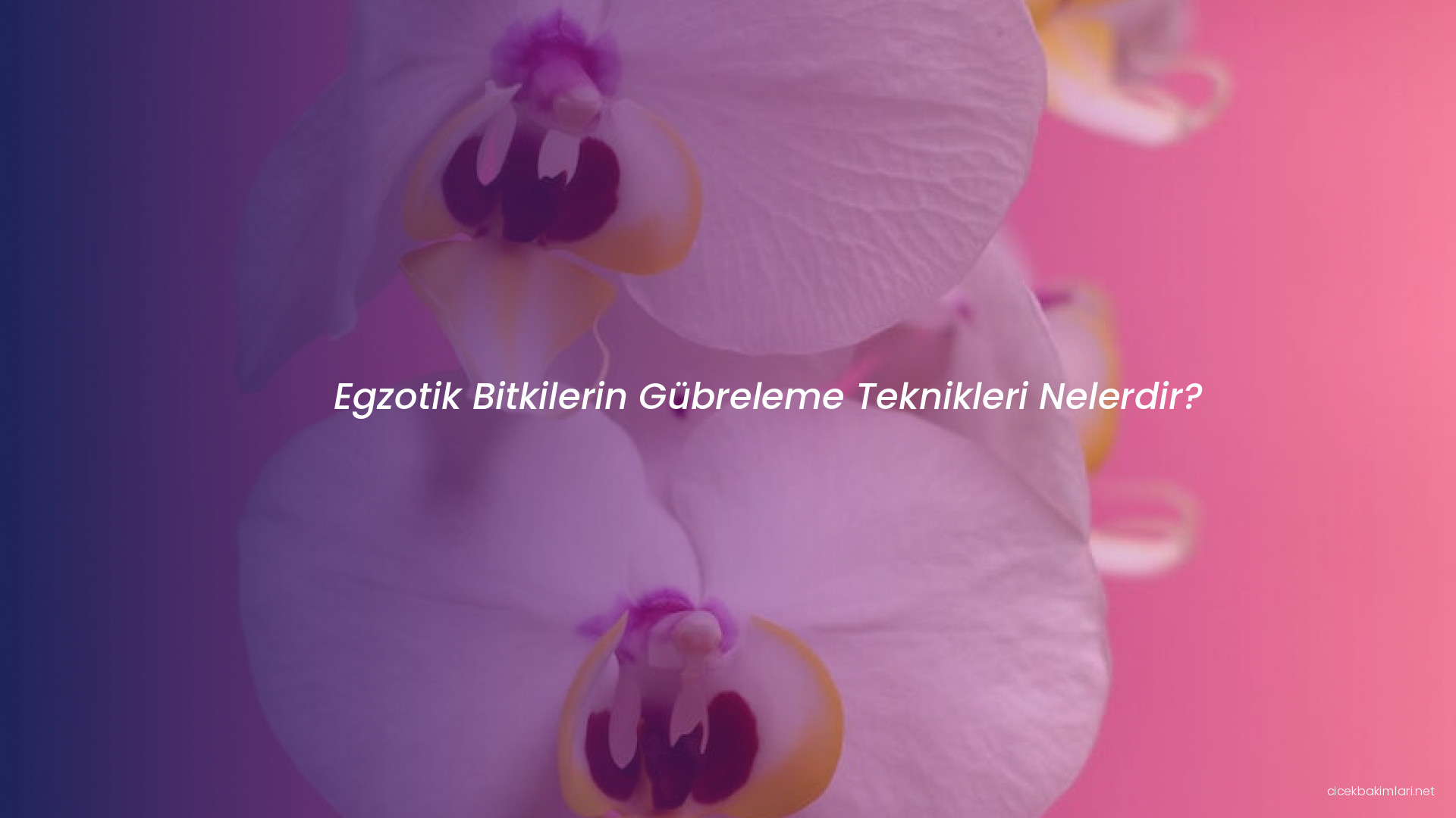 Egzotik Bitkilerin Gübreleme Teknikleri Nelerdir?