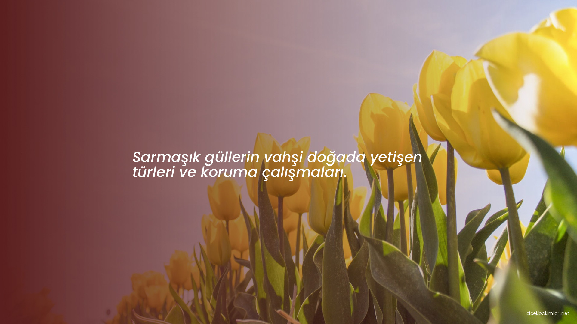 Sarmaşık güllerin vahşi doğada yetişen türleri ve koruma çalışmaları.