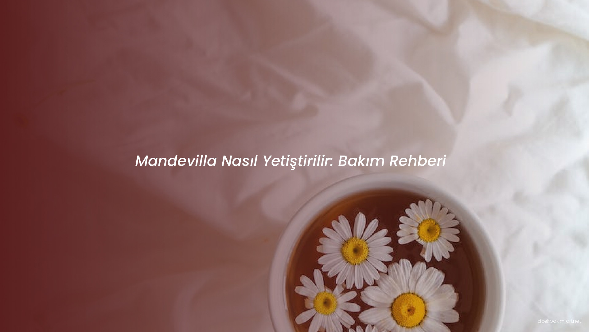 Mandevilla Nasıl Yetiştirilir: Bakım Rehberi