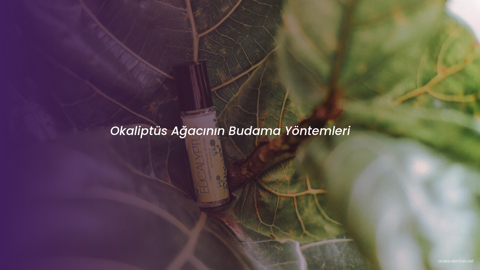 Okaliptüs Ağacının Budama Yöntemleri