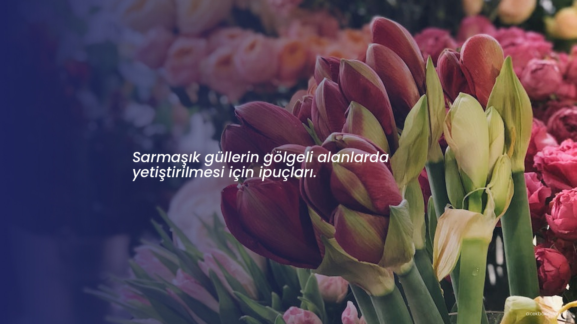 Sarmaşık güllerin gölgeli alanlarda yetiştirilmesi için ipuçları.