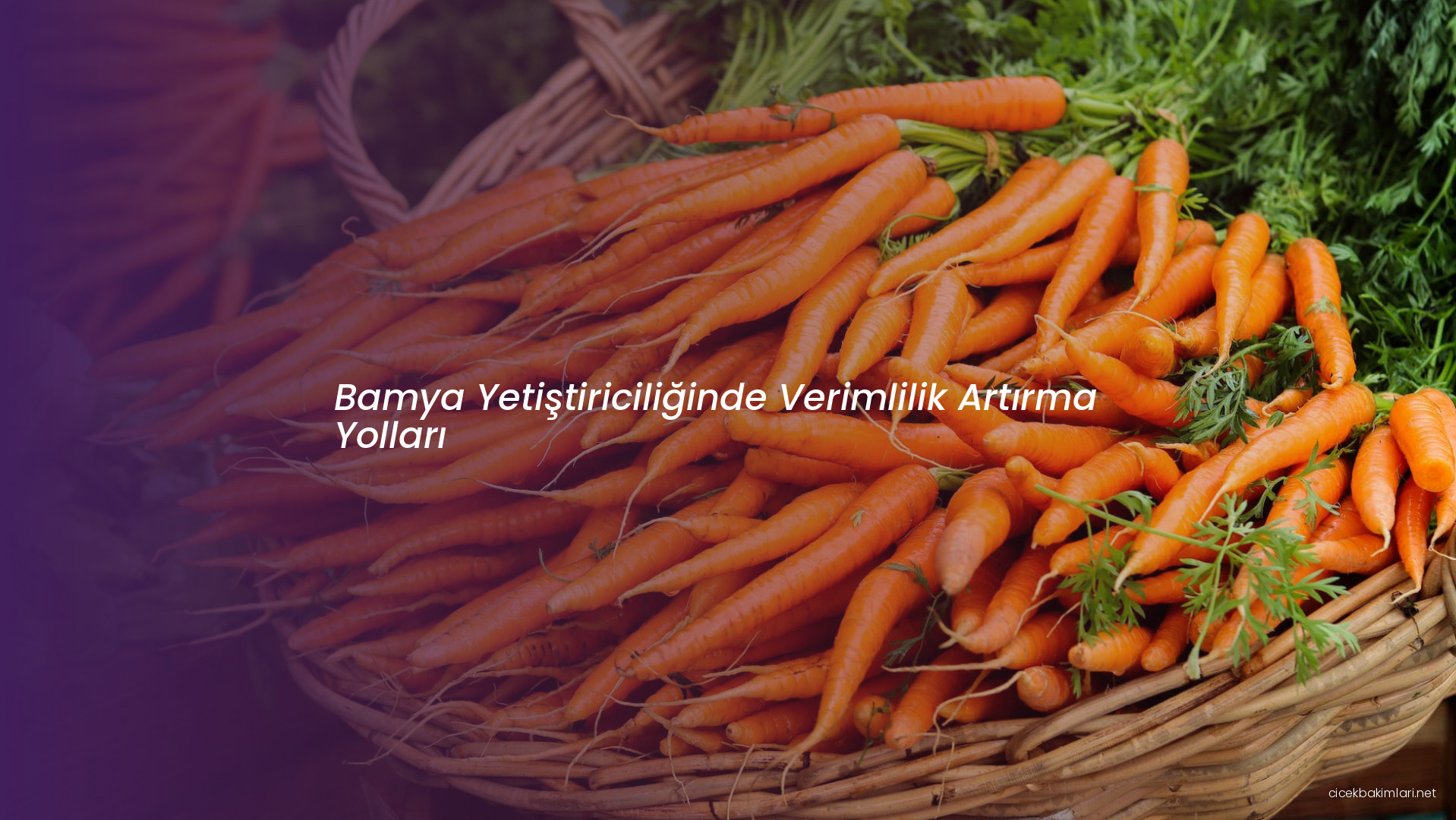 Bamya Yetiştiriciliğinde Verimlilik Artırma Yolları