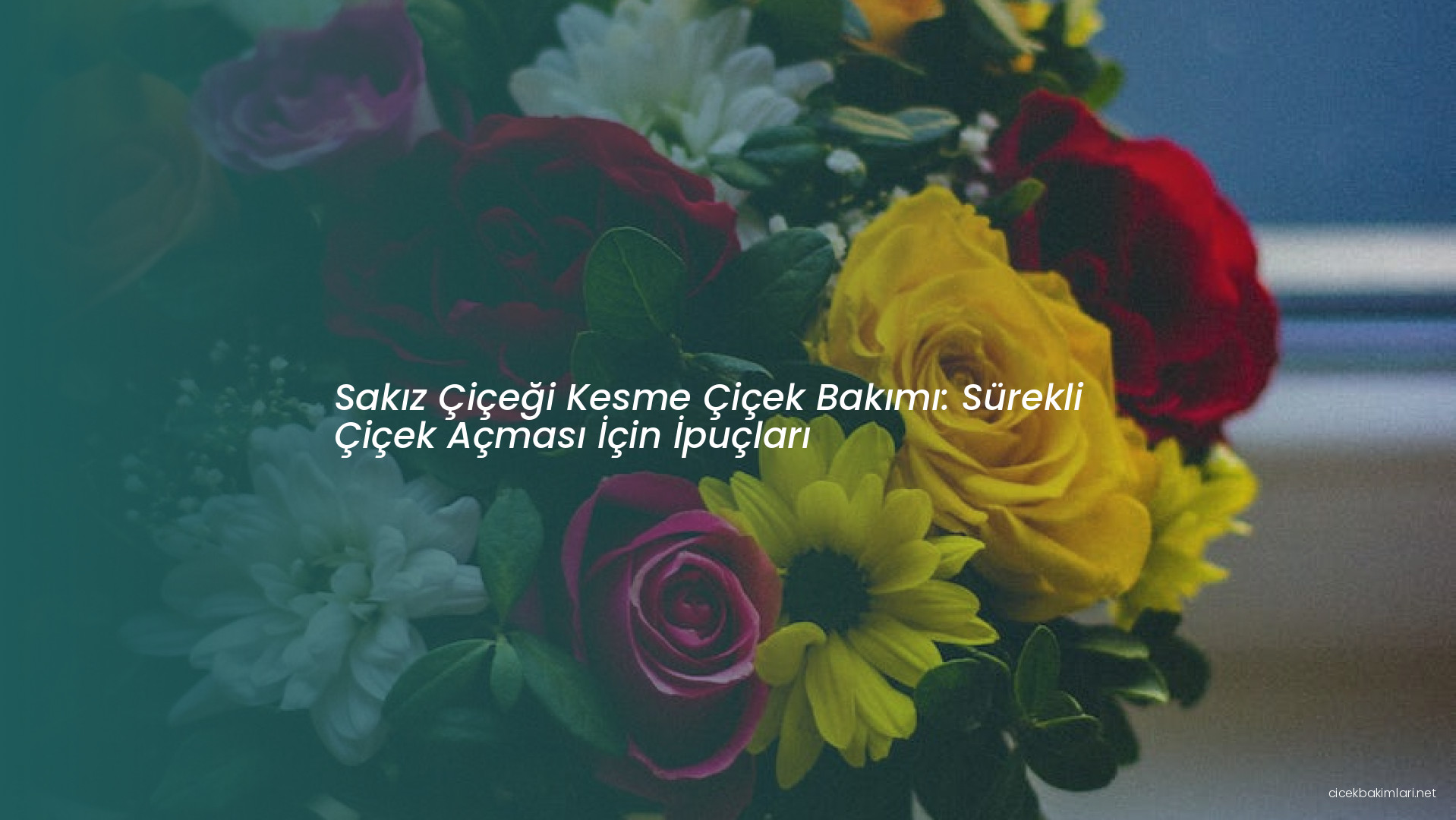 Sakız Çiçeği Kesme Çiçek Bakımı: Sürekli Çiçek Açması İçin İpuçları