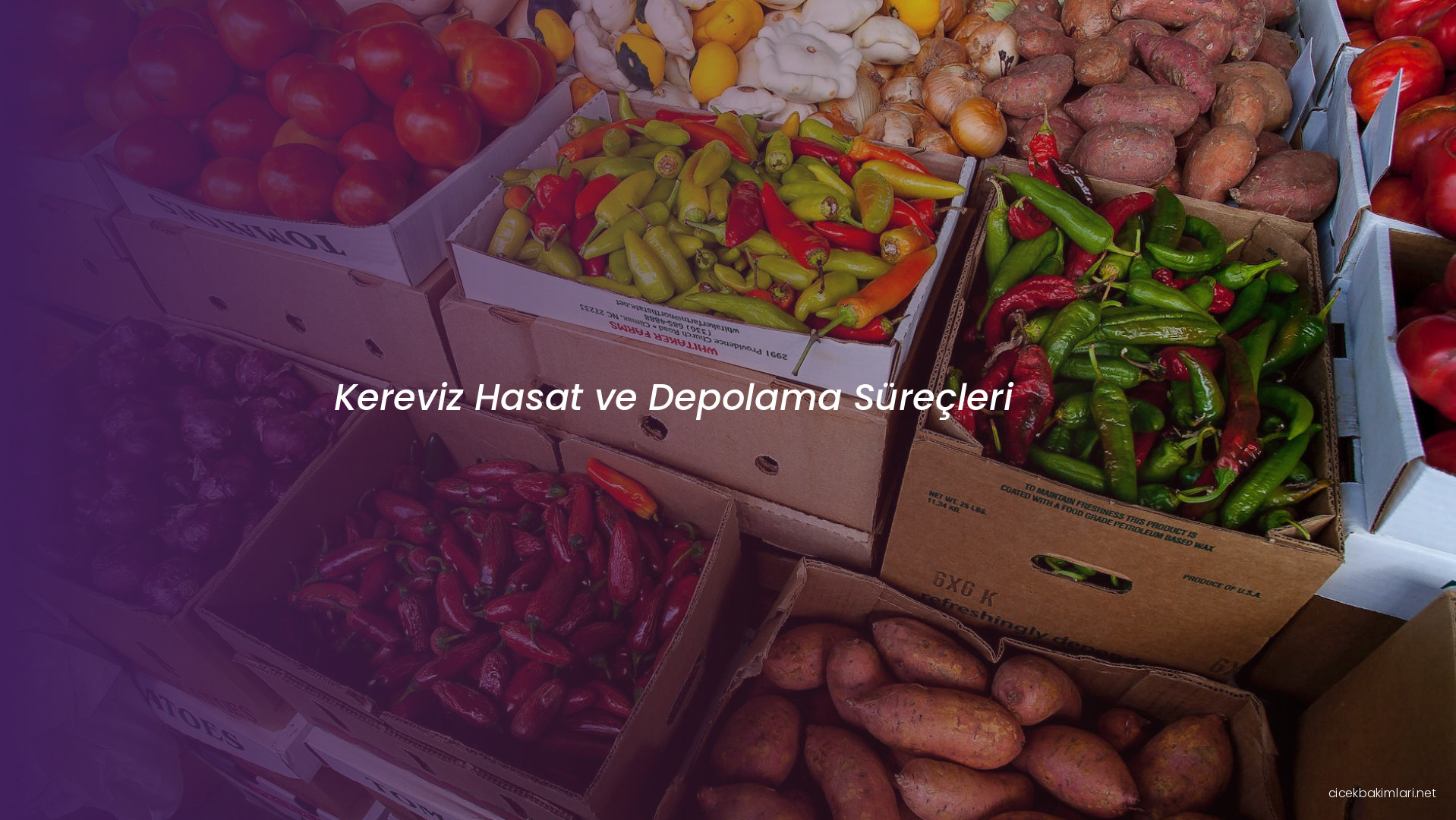 Kereviz Hasat ve Depolama Süreçleri
