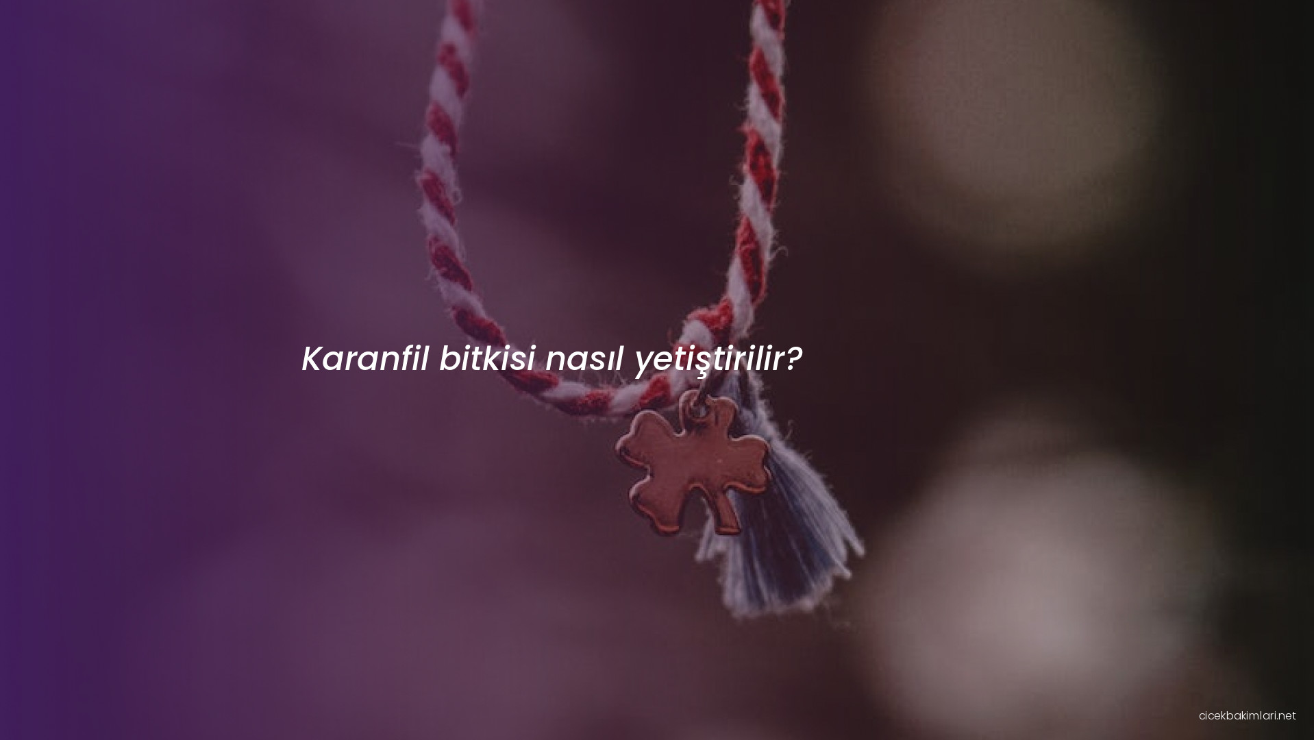 Karanfil bitkisi nasıl yetiştirilir?