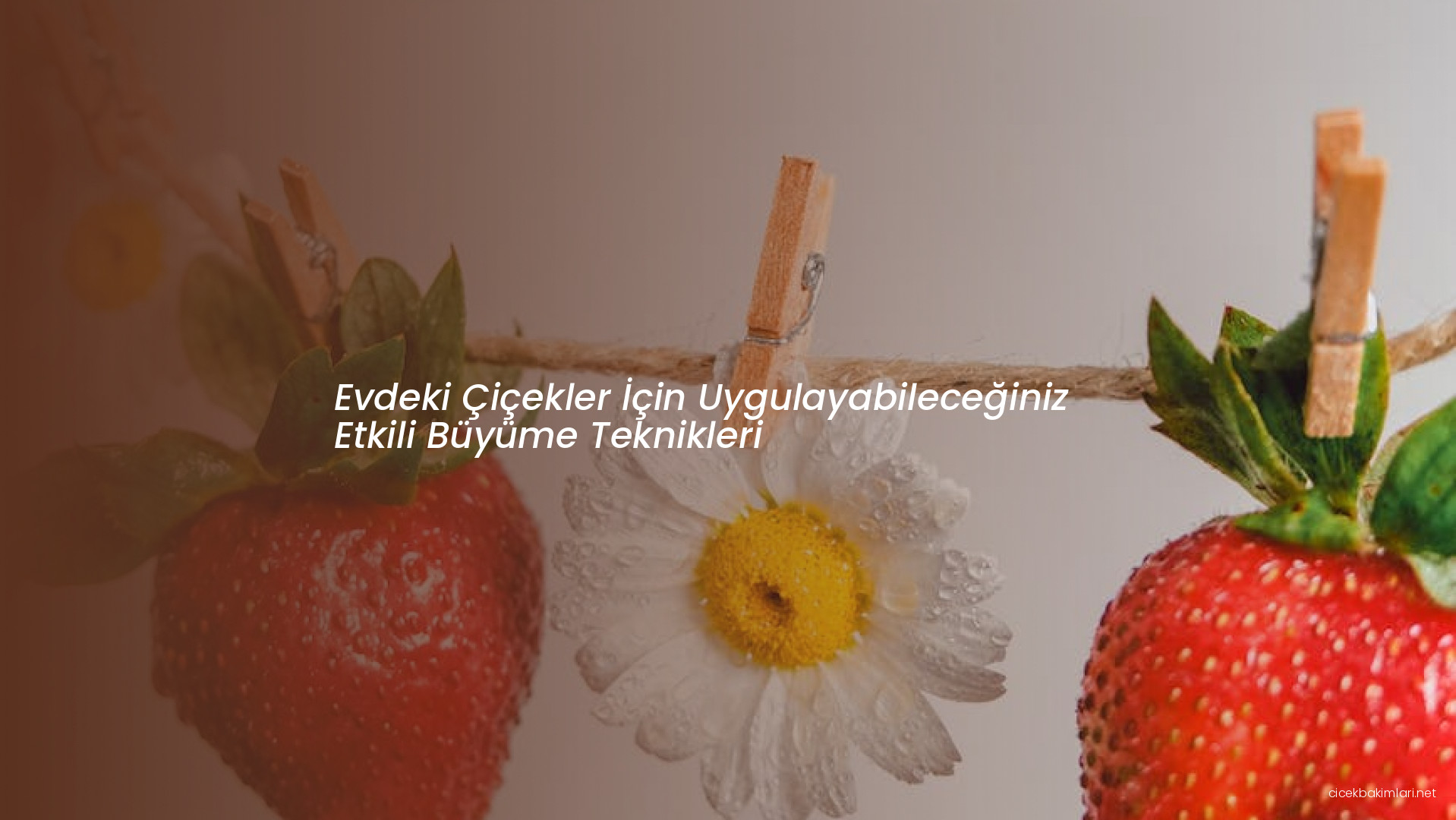 Evdeki Çiçekler İçin Uygulayabileceğiniz Etkili Büyüme Teknikleri