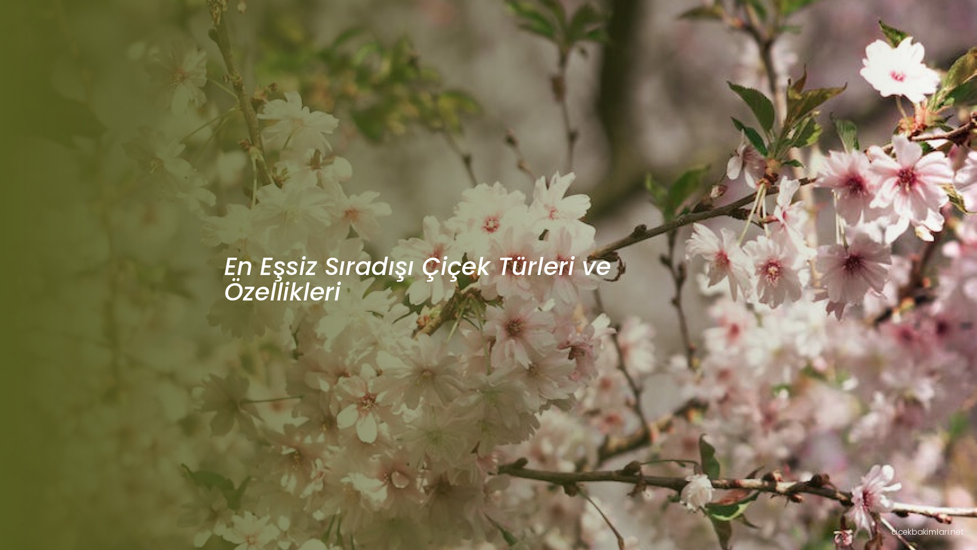 En Eşsiz Sıradışı Çiçek Türleri ve Özellikleri