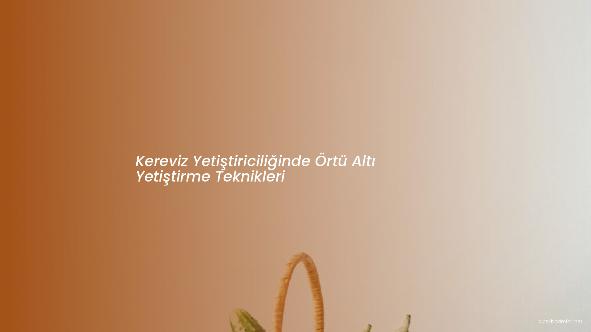 Kereviz Yetiştiriciliğinde Örtü Altı Yetiştirme Teknikleri