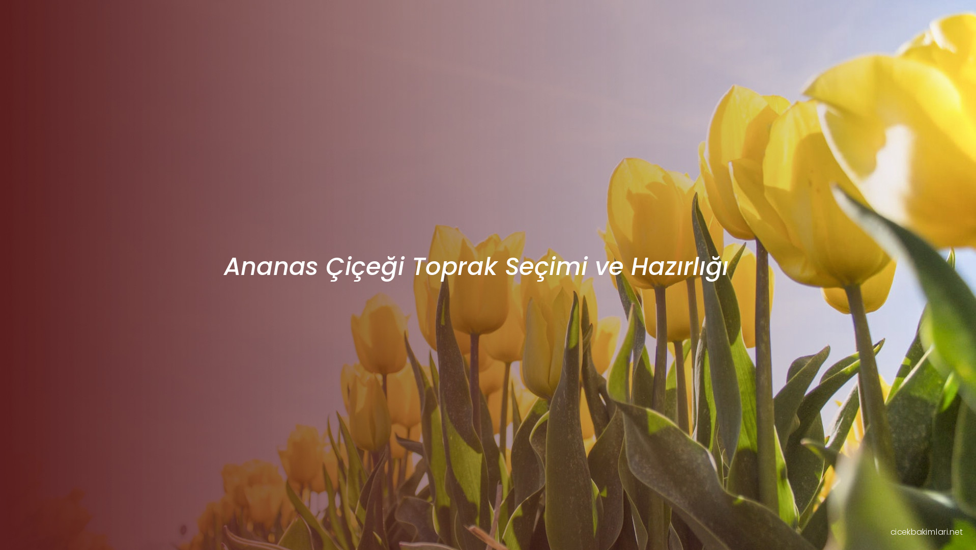 Ananas Çiçeği Toprak Seçimi ve Hazırlığı