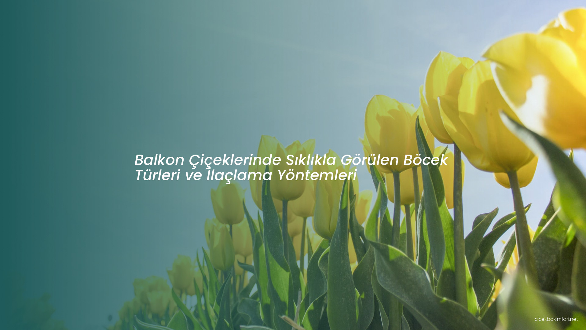 Balkon Çiçeklerinde Sıklıkla Görülen Böcek Türleri ve İlaçlama Yöntemleri