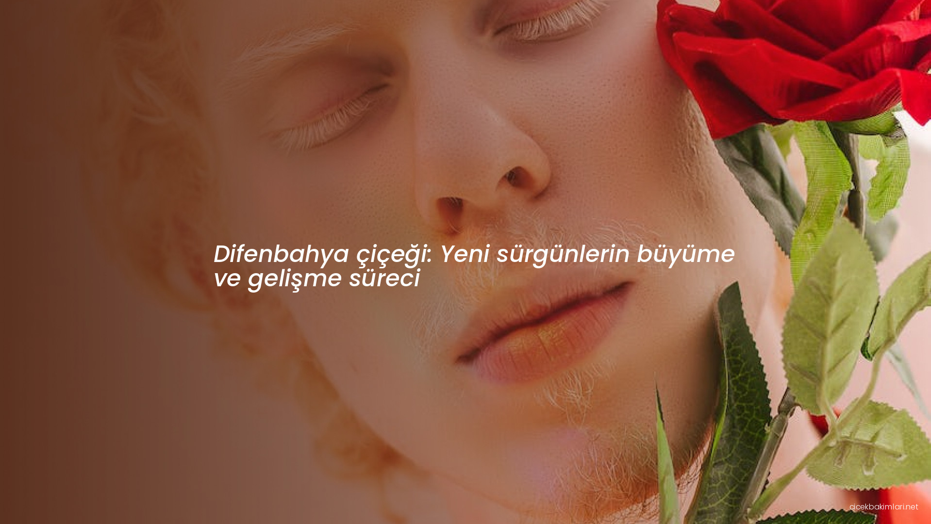 Difenbahya çiçeği: Yeni sürgünlerin büyüme ve gelişme süreci