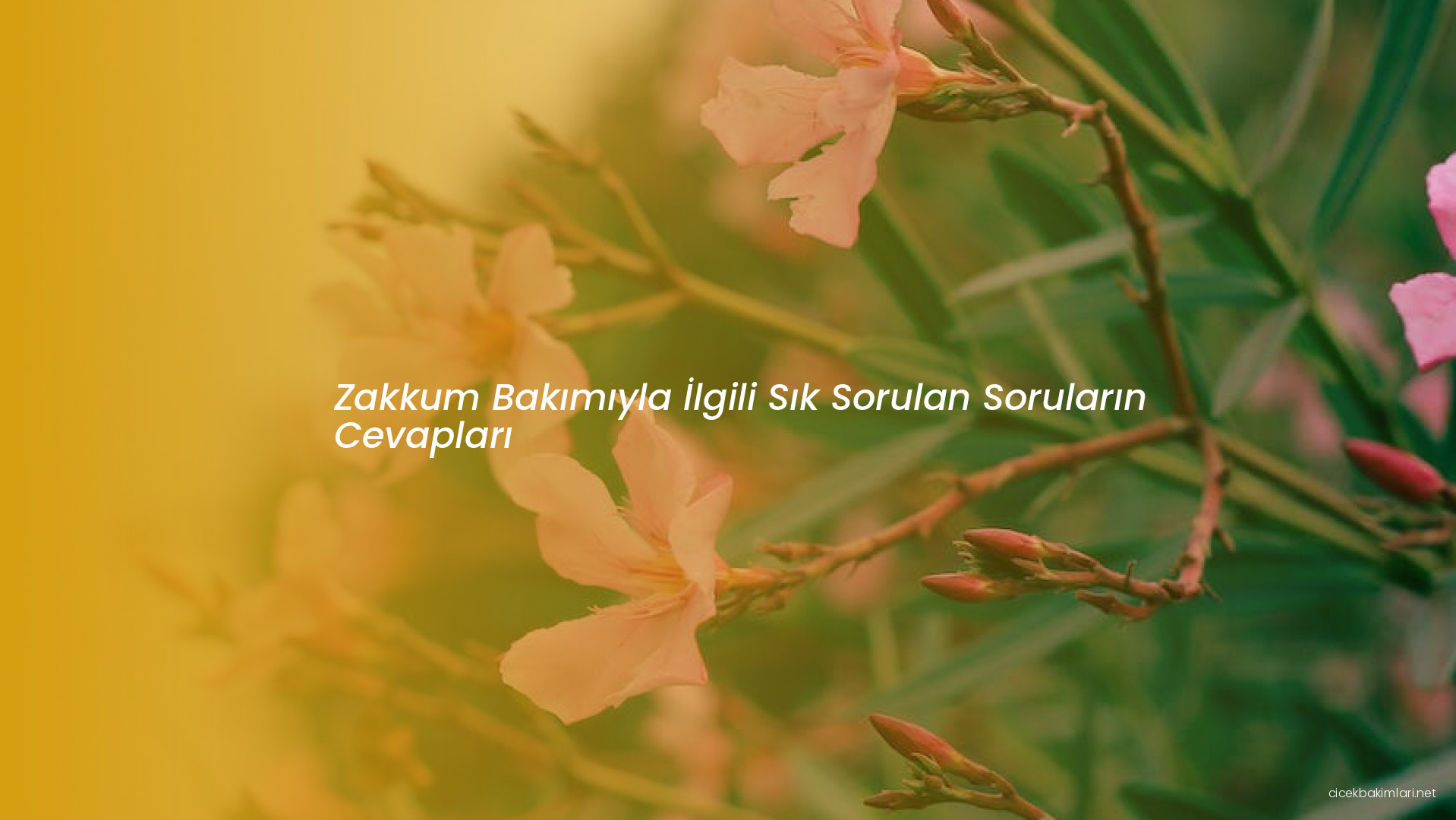 Zakkum Bakımıyla İlgili Sık Sorulan Soruların Cevapları
