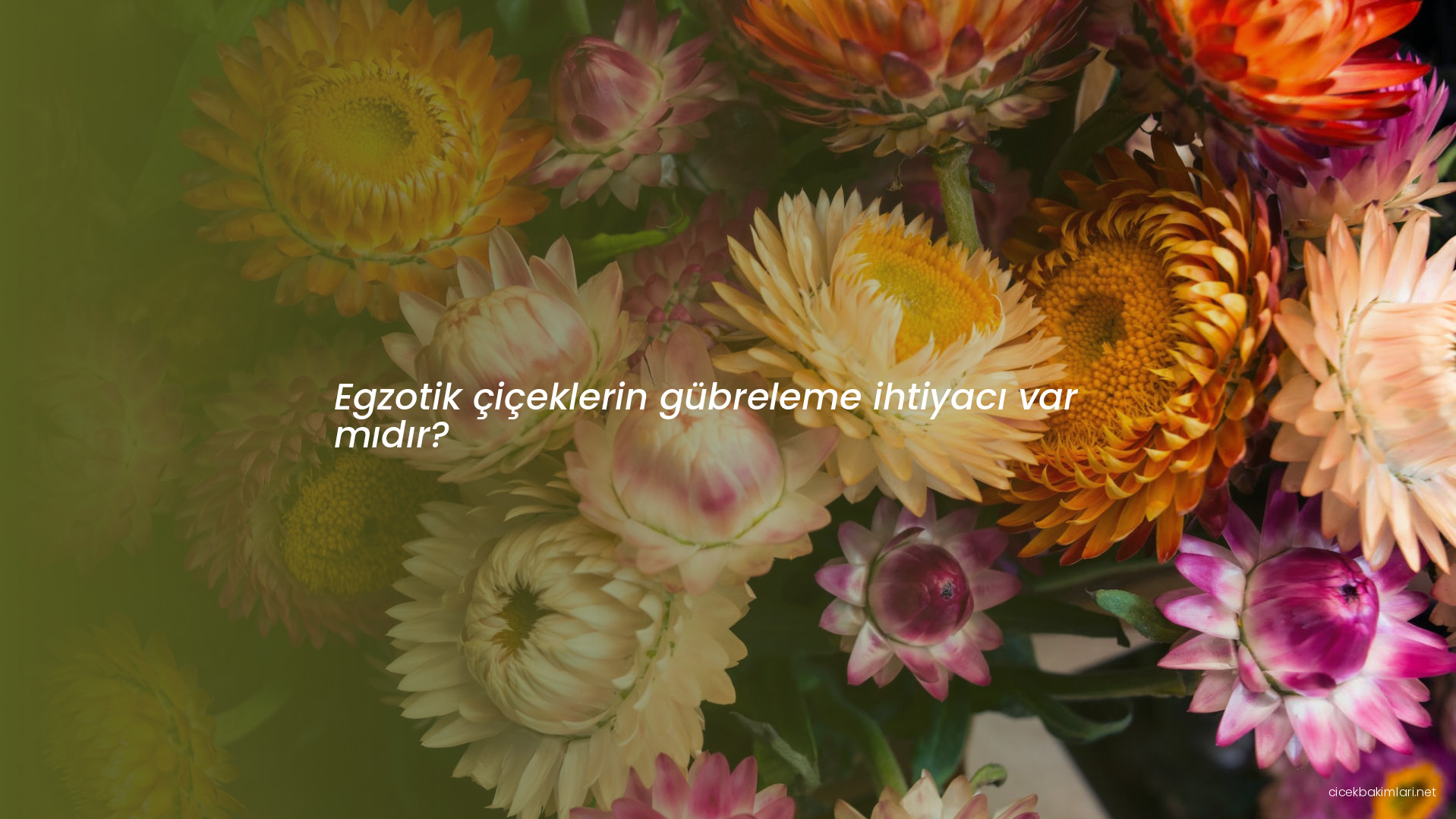 Egzotik çiçeklerin gübreleme ihtiyacı var mıdır?