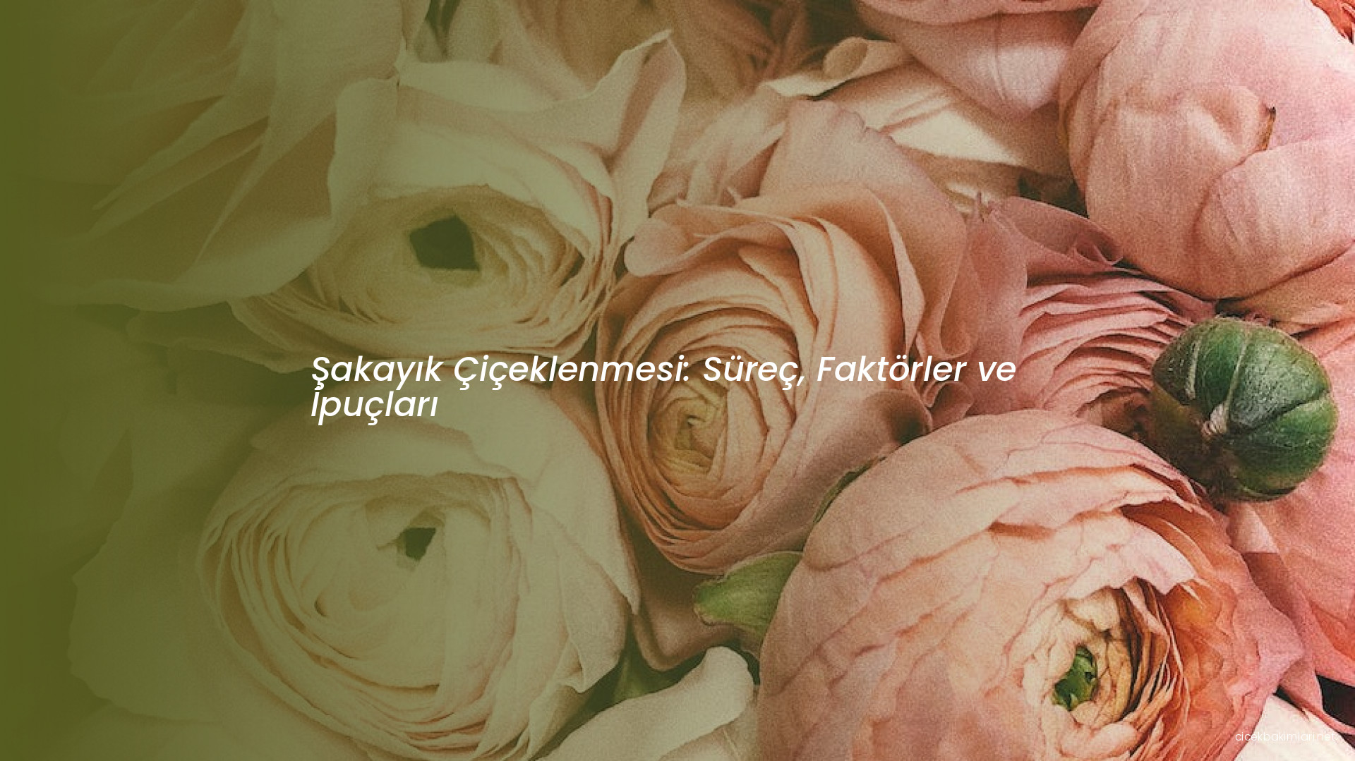 Şakayık Çiçeklenmesi: Süreç, Faktörler ve İpuçları