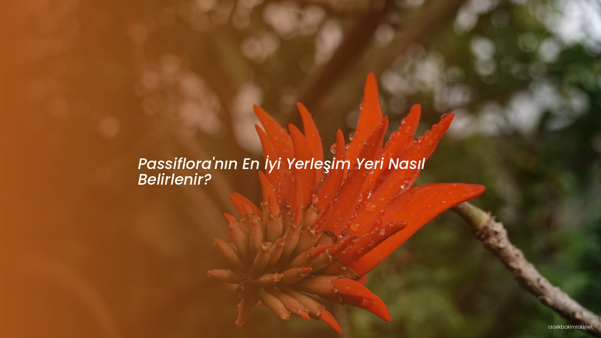 Passiflora'nın En İyi Yerleşim Yeri Nasıl Belirlenir?